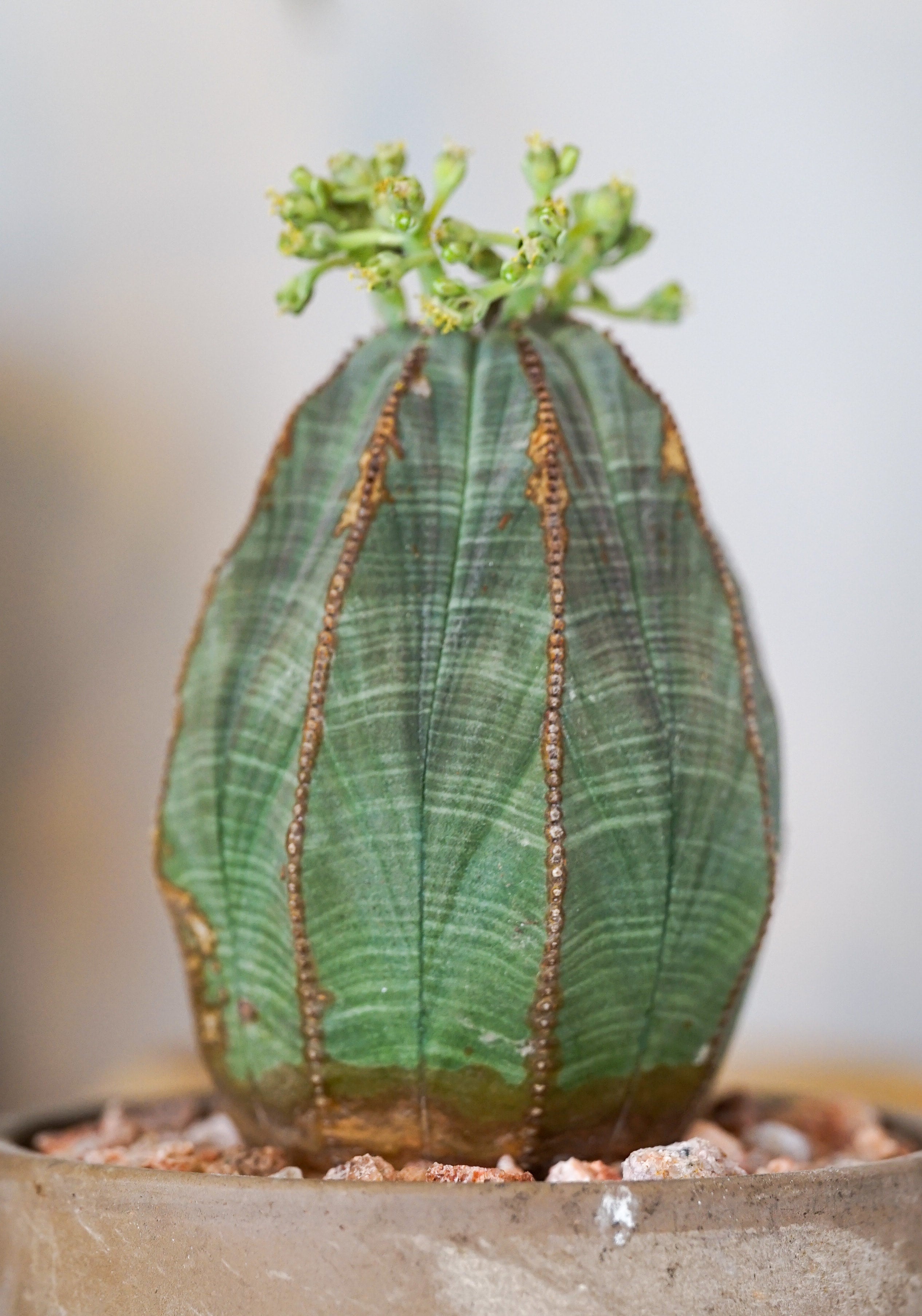 Euphorbia Obesa - 10 Year Old Plants | Cloud-Hidden Plants