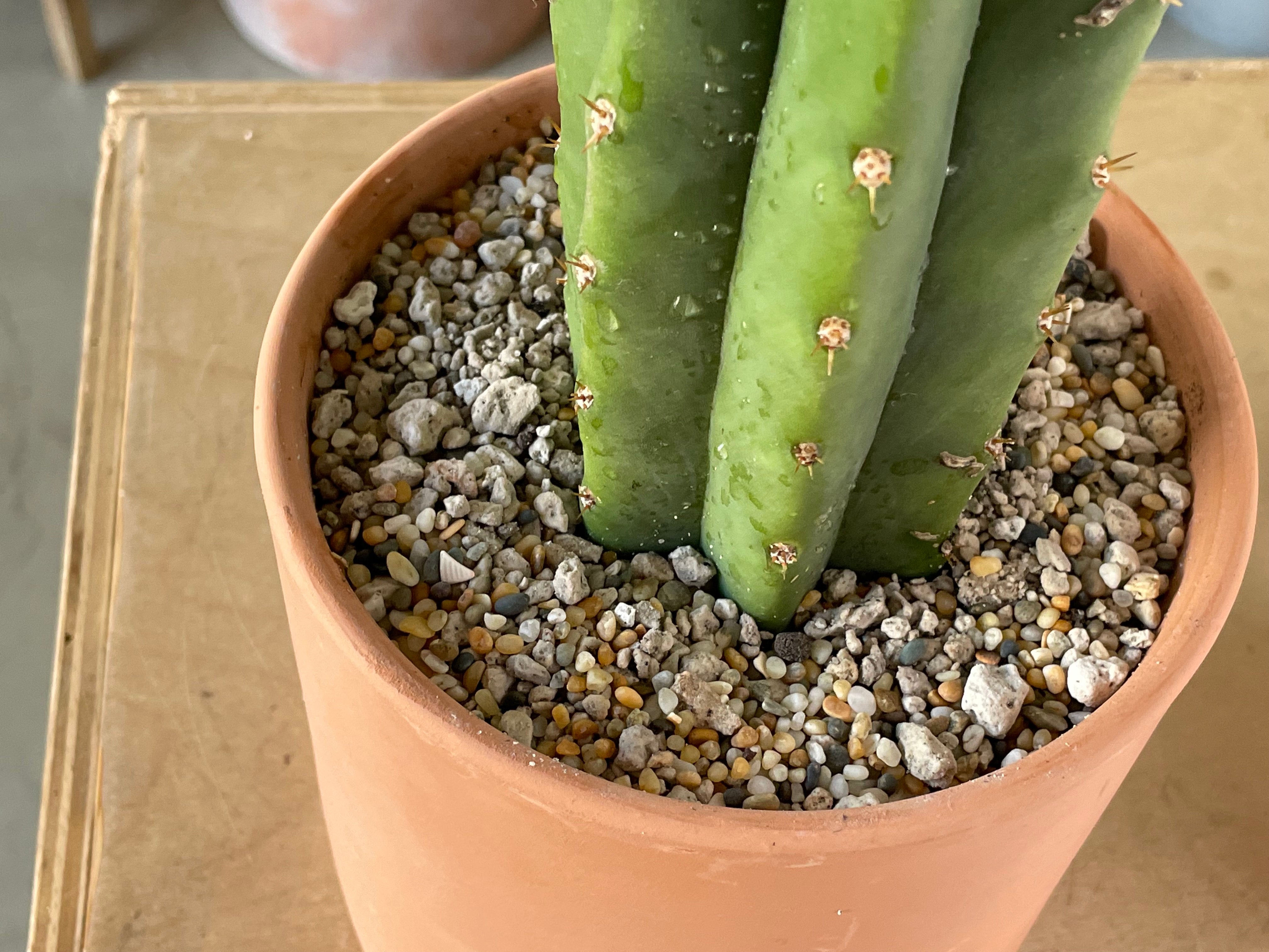 erde fr dracaena Hochwertiges Drachenbaum Substrat kaufen