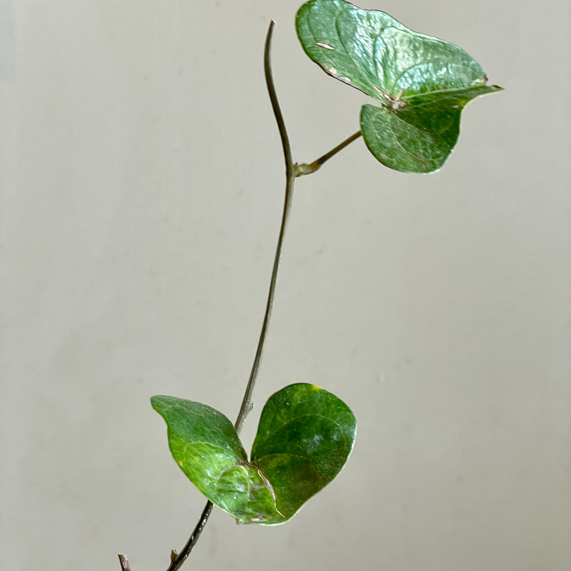 Dioscorea sylvatica | Cloud-Hidden Plants - Houseplants, Succulent Bonsai &  Caudex San Francisco
