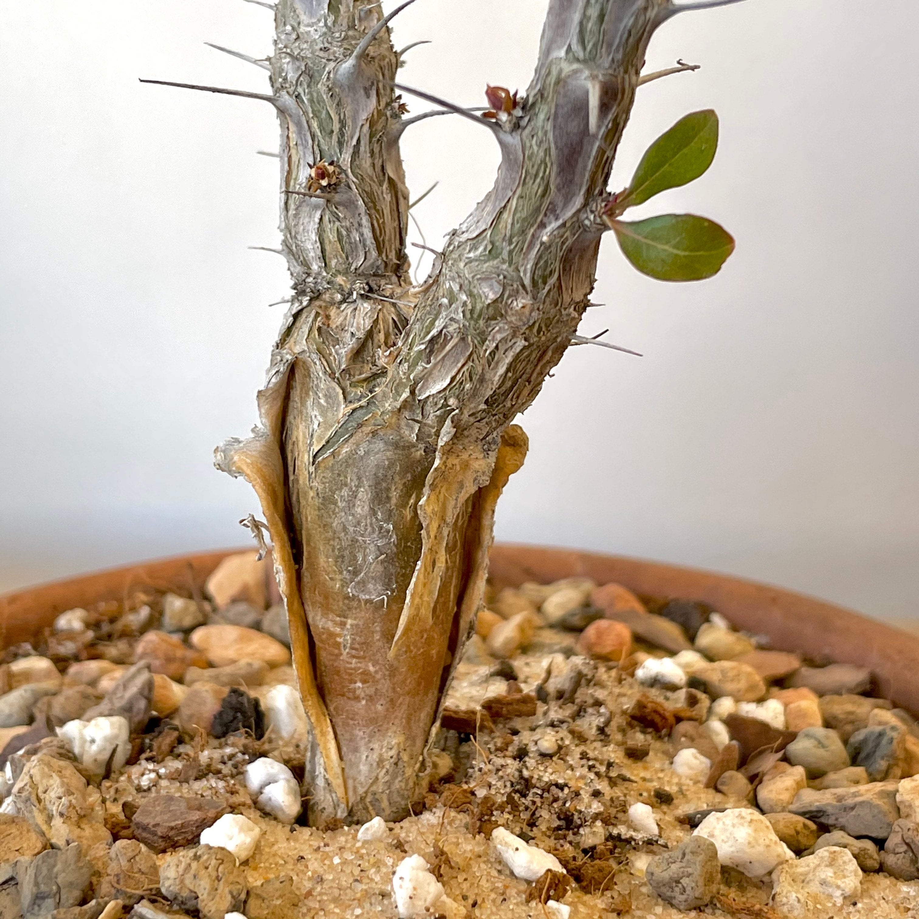 Fouquieria macdougalii - Mexican Tree Ocotillo | Cloud-Hidden