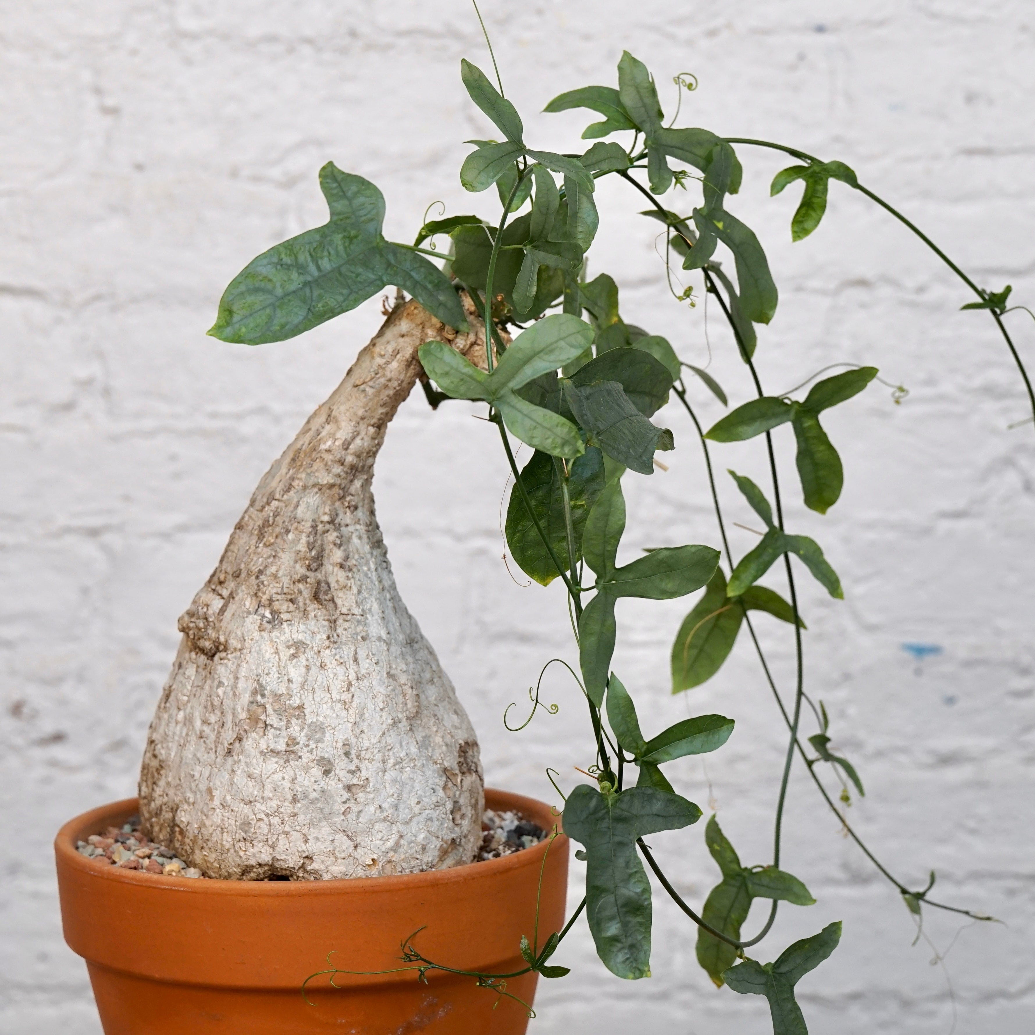 Adenia viridiflora | Cloud-Hidden Plants - Houseplants, Succulent