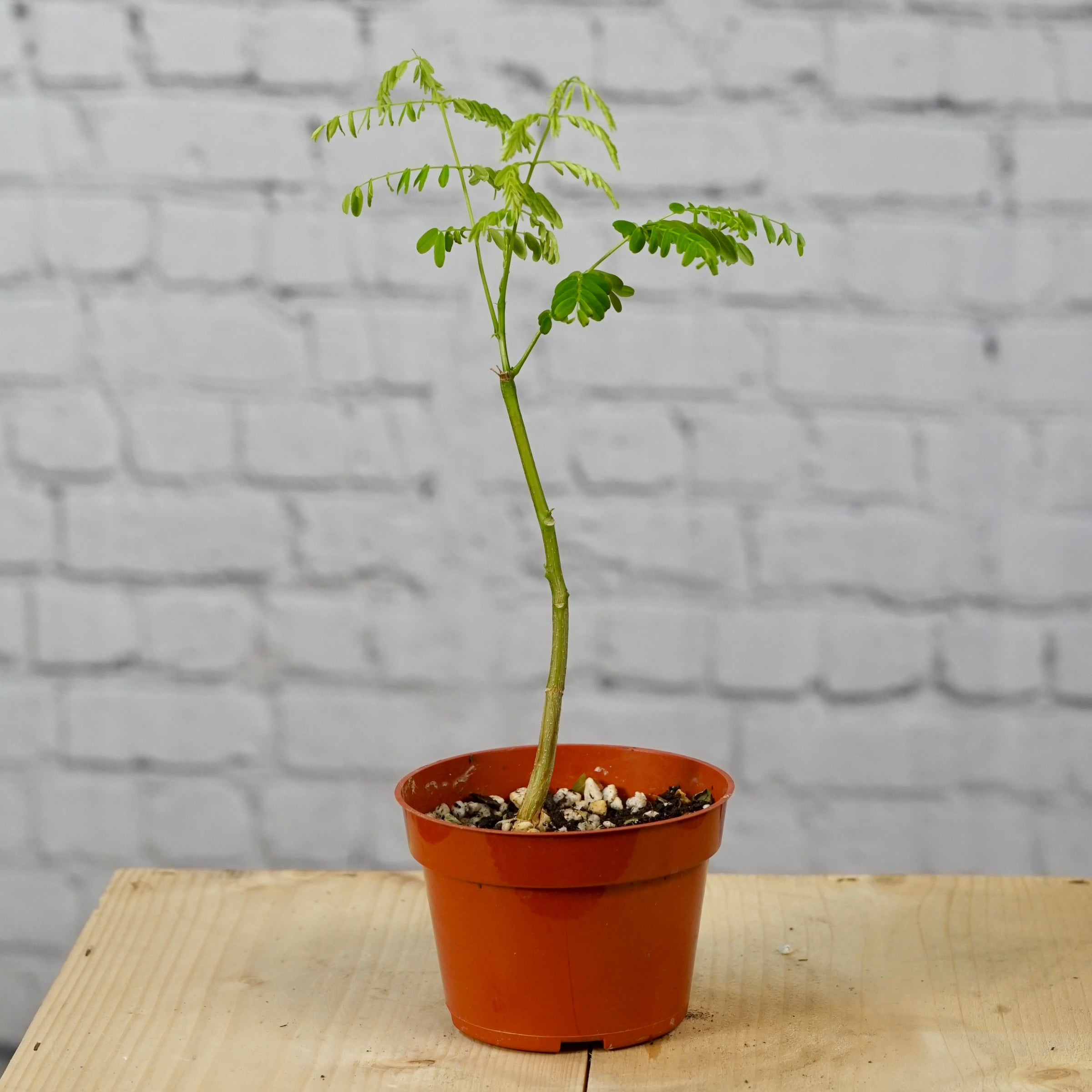 Bonsai Flamboyant