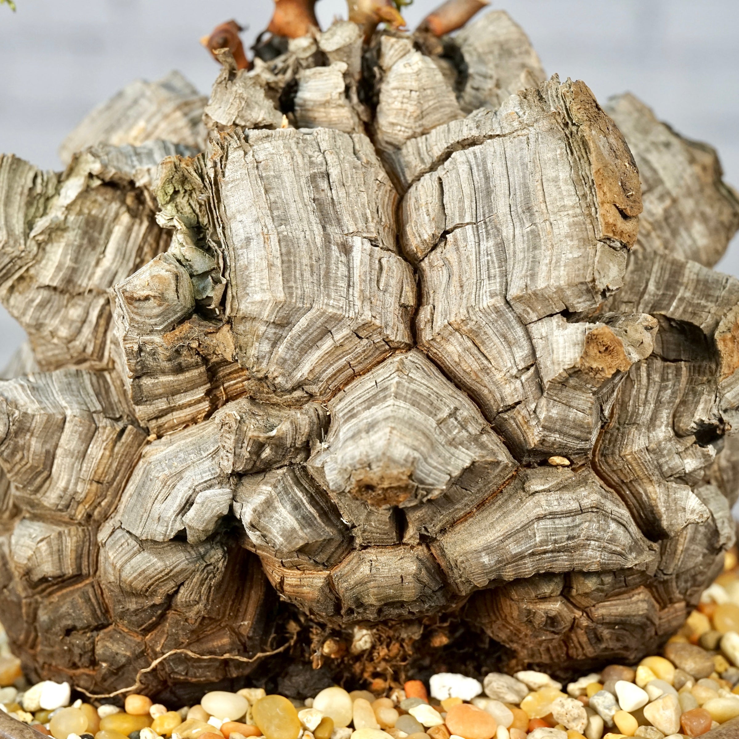 Dioscorea elephantipes - Very large specimen | Cloud-Hidden Plants