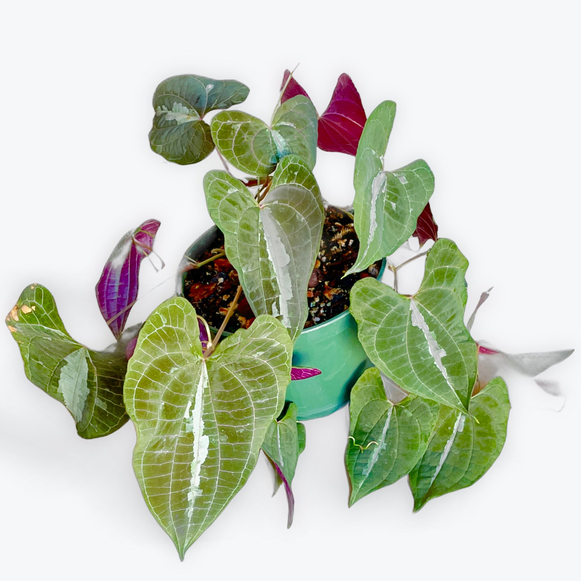 Dioscorea discolor | Cloud-Hidden Plants - Houseplants, Succulent