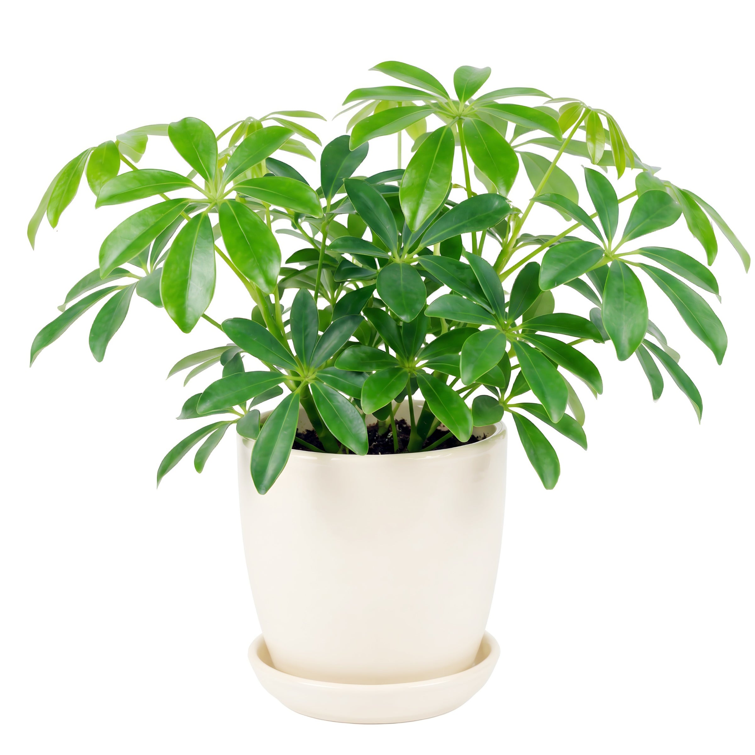 Schefflera arboricola - Dwarf Umbrella Tree | Cloud-Hidden Plants