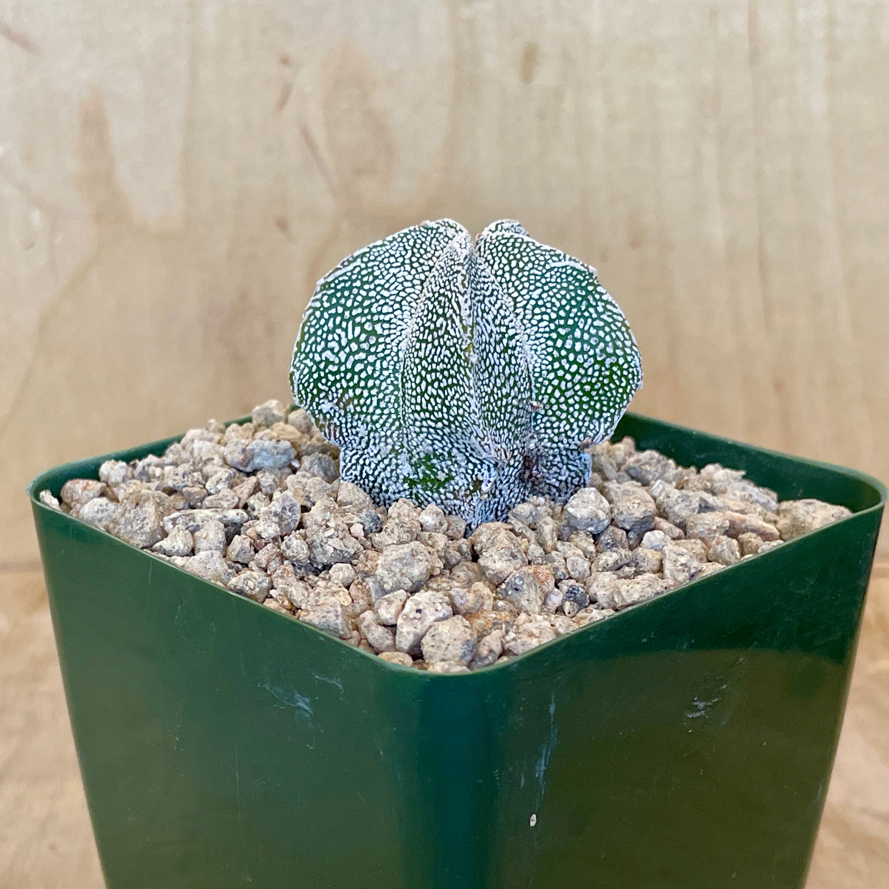 Astrophytum myriostigma cv. Onzuka | Cloud-Hidden Plants