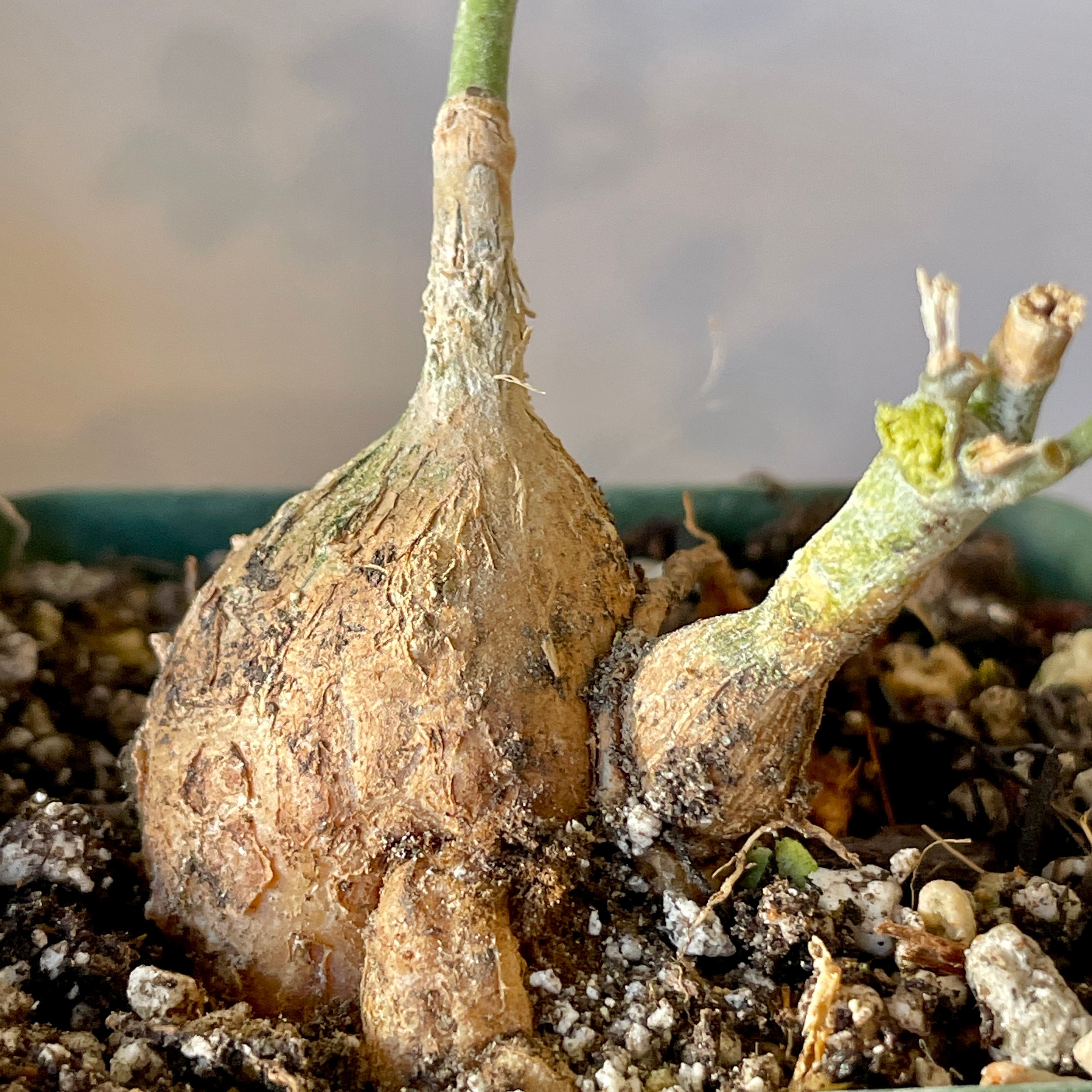 Neoalsomitra sarcophylla - Burmese Caudex Vine | Cloud-Hidden