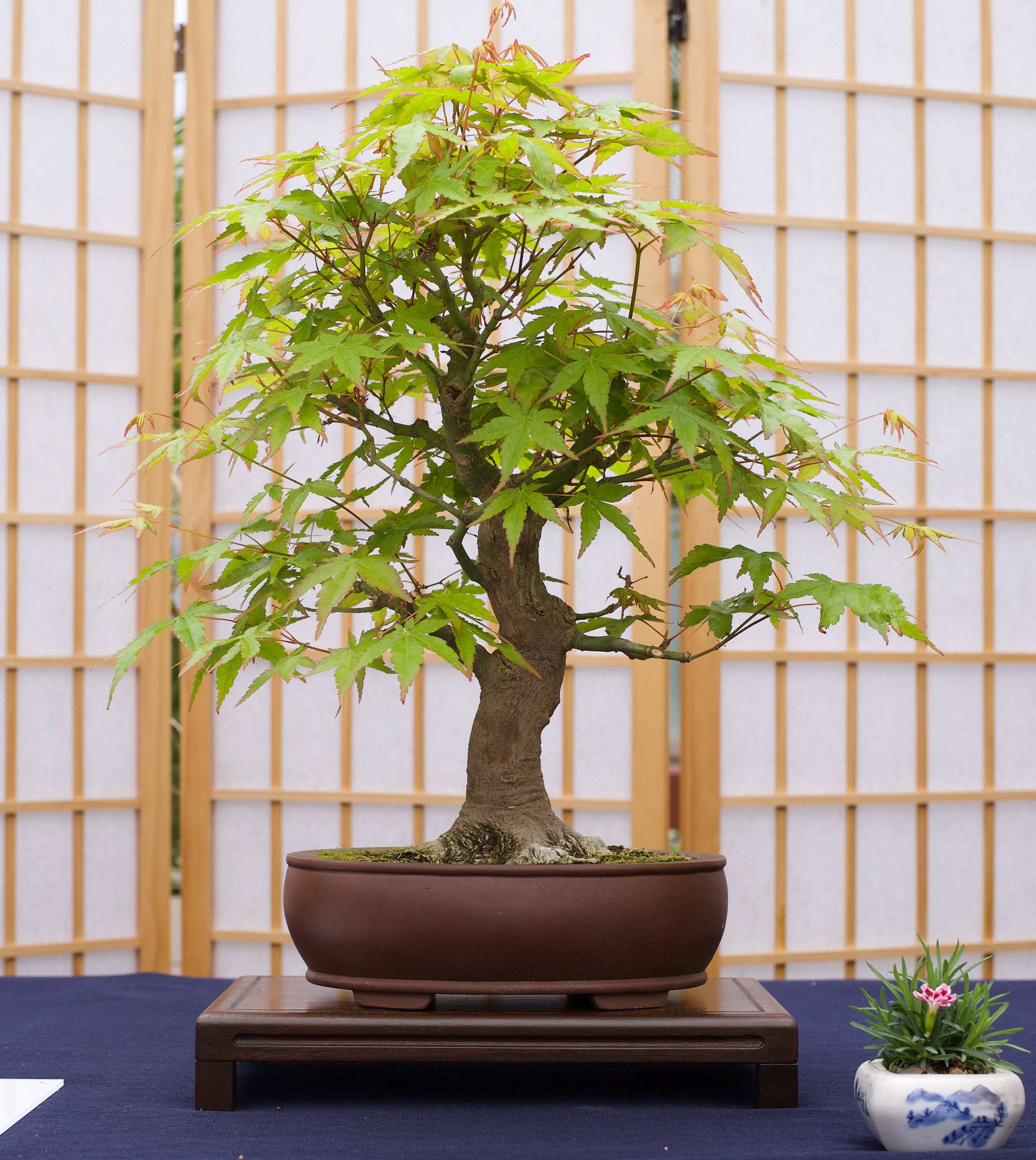 air cleaning plant Air Purifying Plant Bundle main image 0