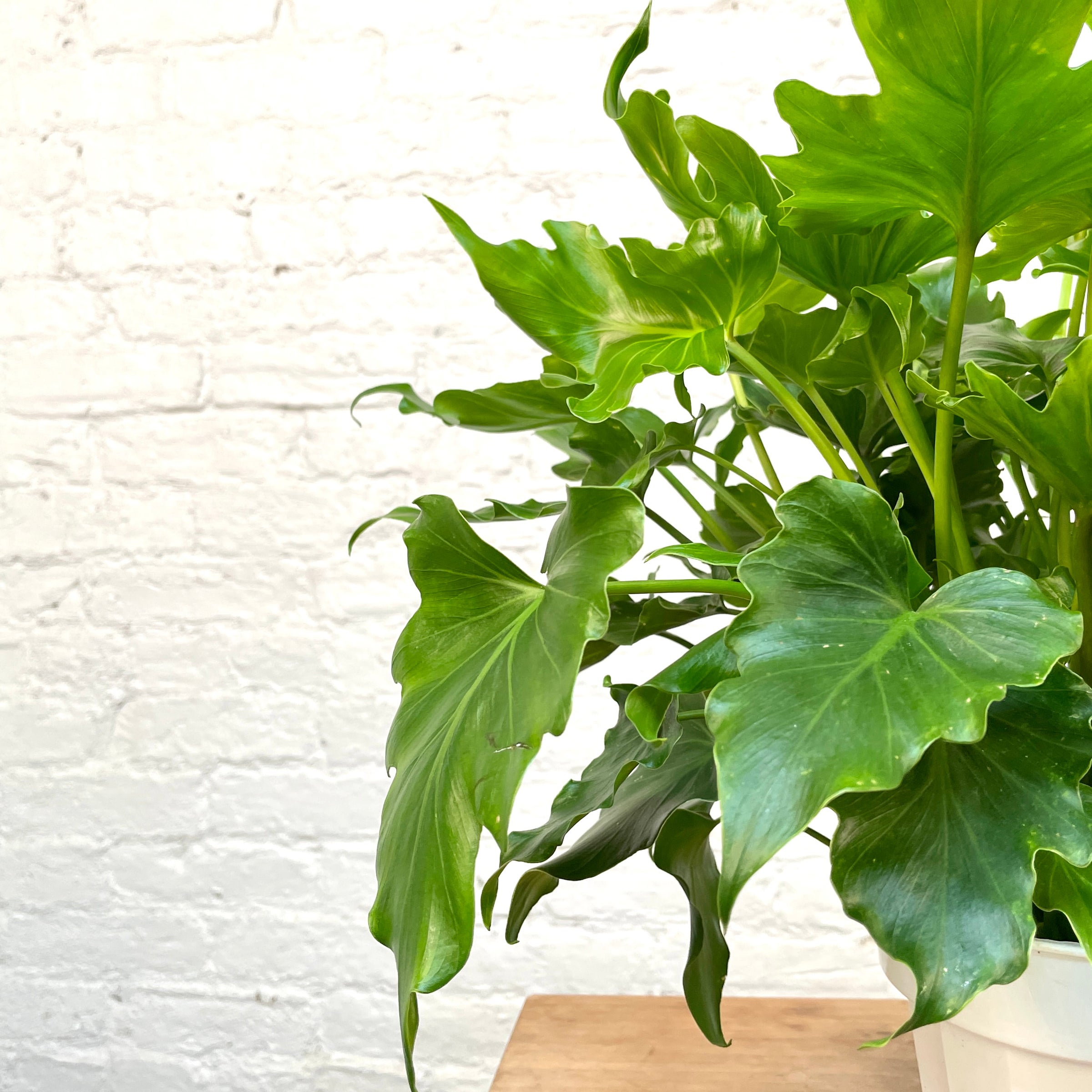 Philodendron Hope / Lickety Split - Philodendron Selloum - Tree Philodendron  | Cloud-Hidden Plants - Houseplants, Succulent Bonsai & Caudex San Francisco