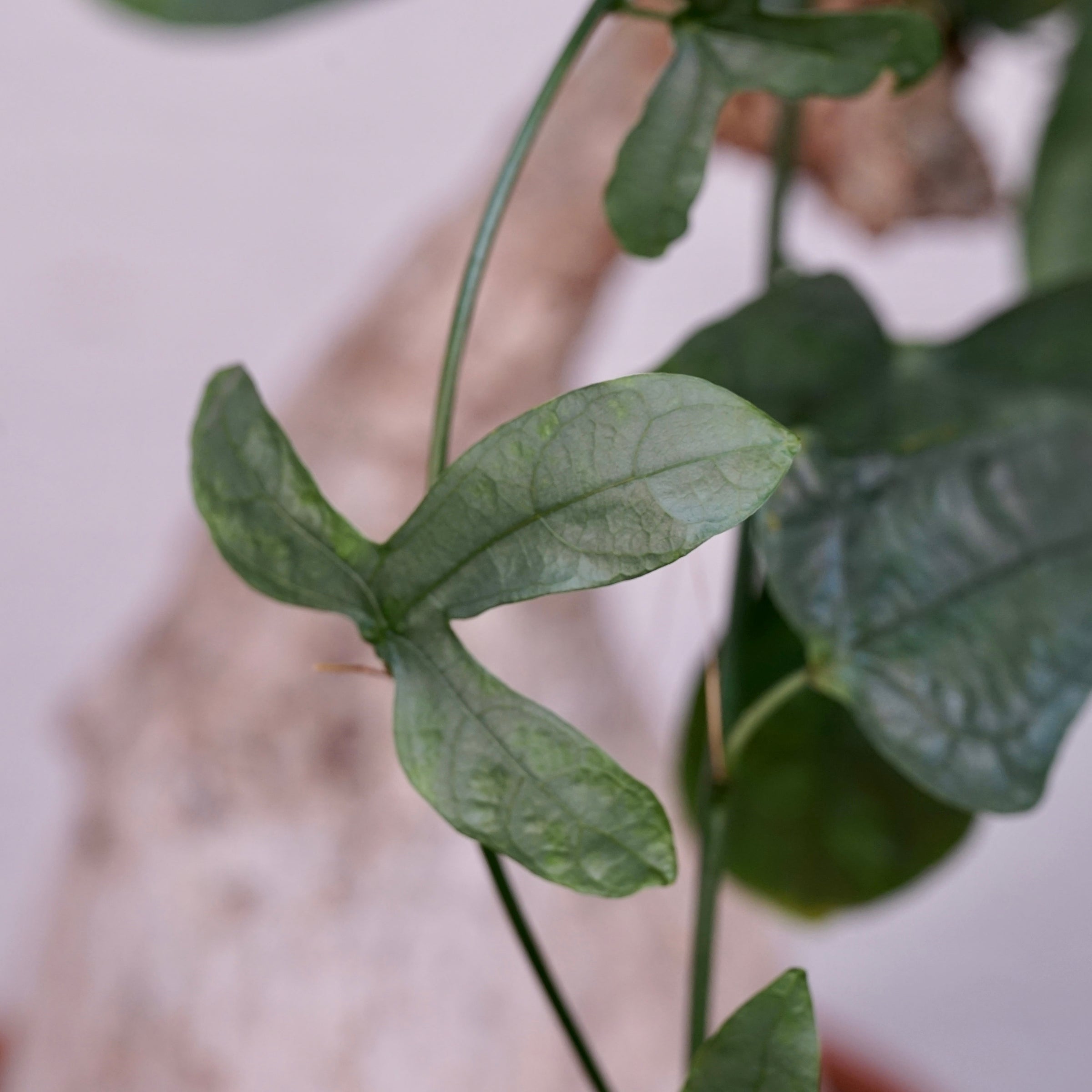 Adenia viridiflora | Cloud-Hidden Plants - Houseplants, Succulent