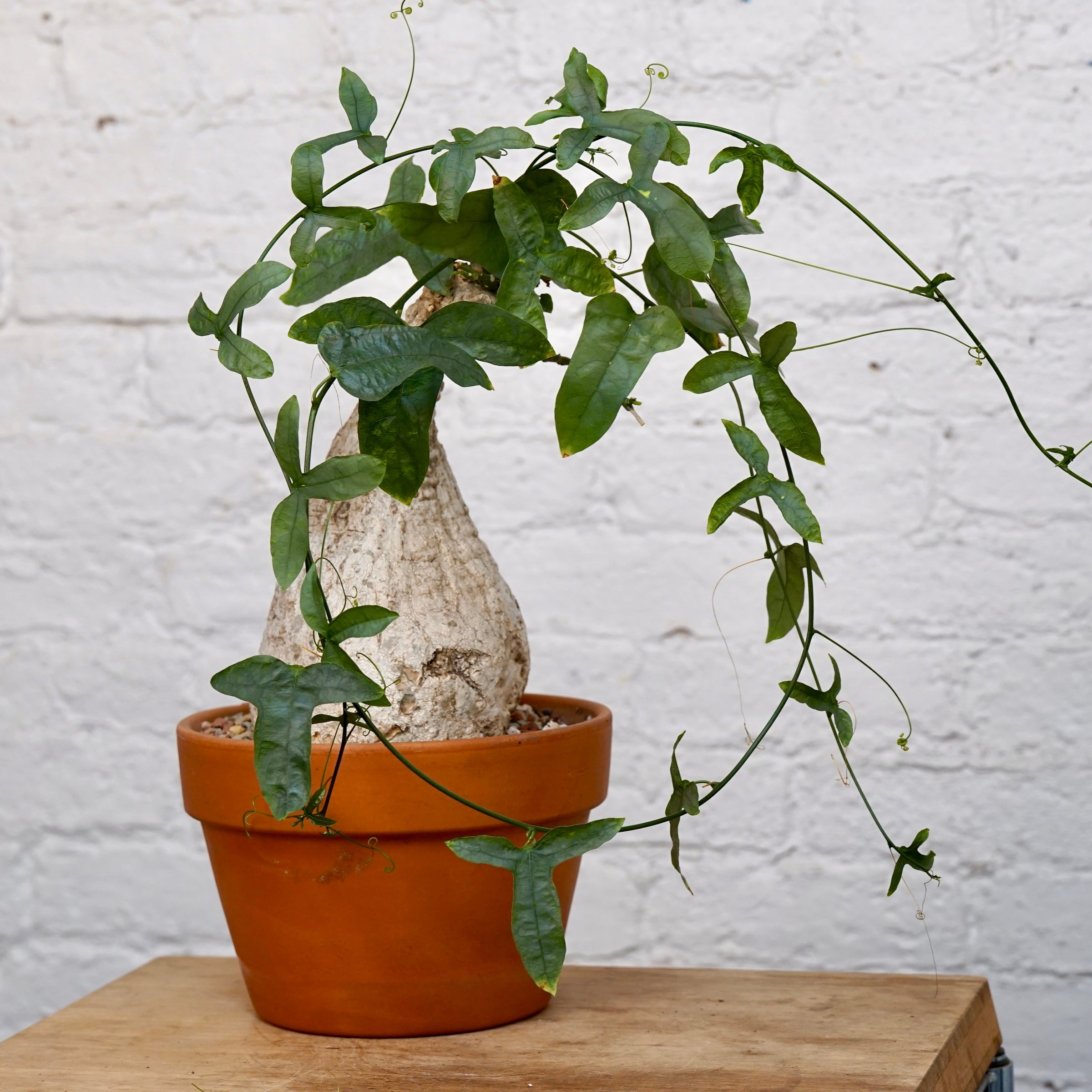 その他観葉植物 Adenia Viridiflora Adenia viridiflora | Cloud-Hidden Plants - Houseplants, Succulent