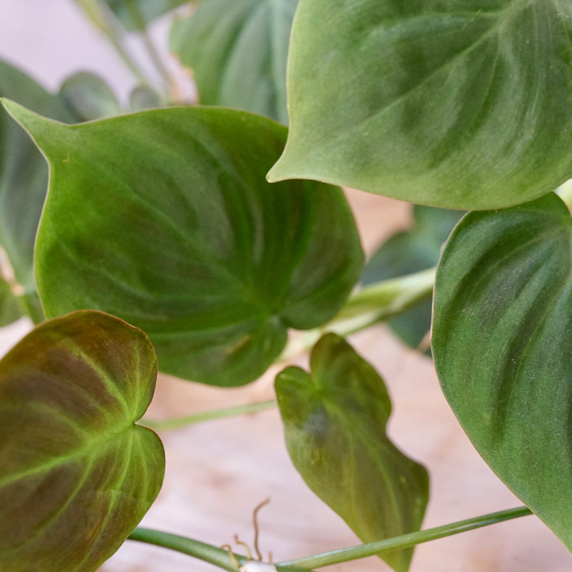 Philodendron camposportoanum | Cloud-Hidden Plants - Houseplants, Succulent  Bonsai & Caudex San Francisco