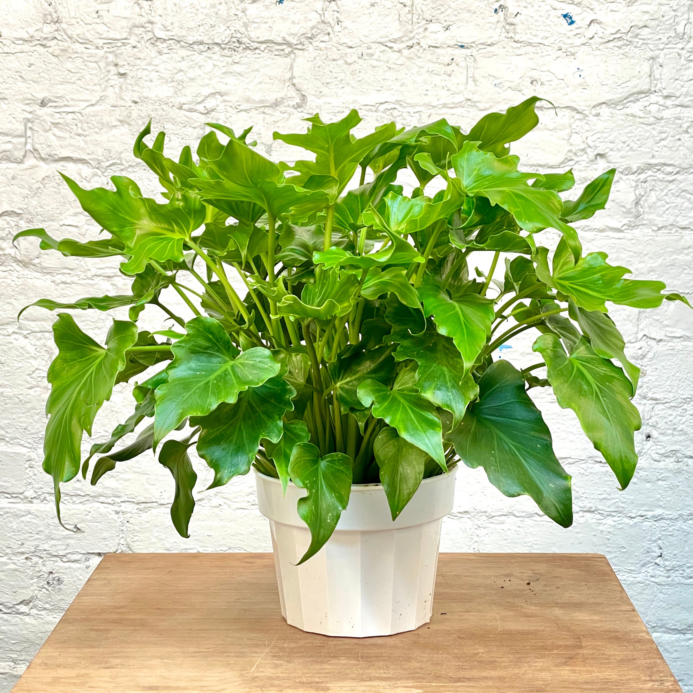 Philodendron Hope / Lickety Split - Philodendron Selloum - Tree Philodendron  | Cloud-Hidden Plants - Houseplants, Succulent Bonsai & Caudex San Francisco