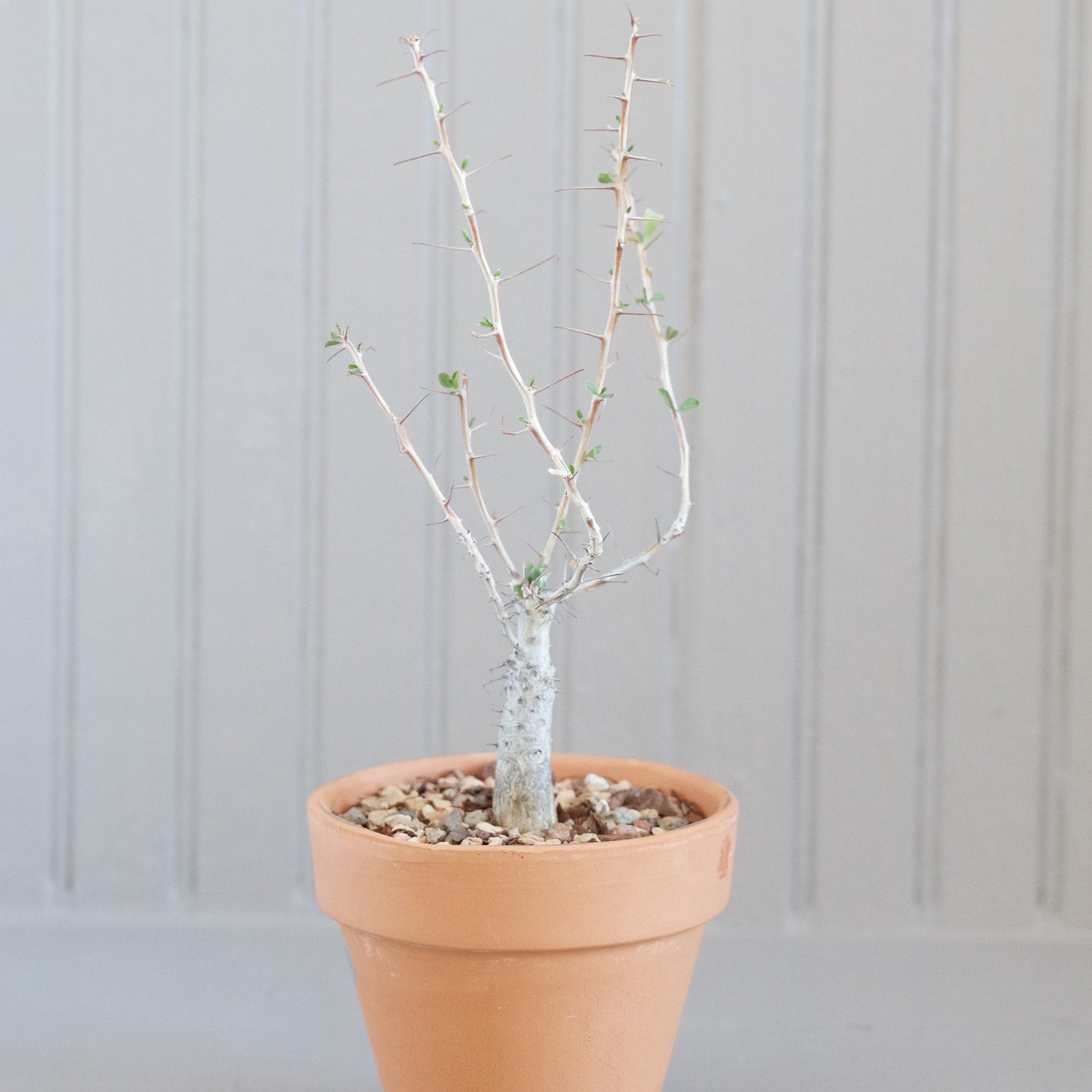 Fouquieria columnaris - Boojum Tree | Cloud-Hidden Plants