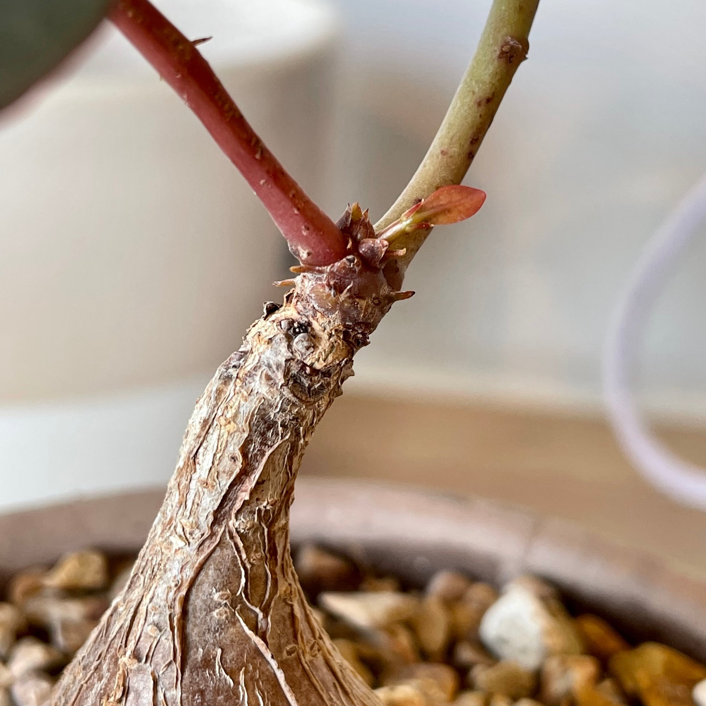 Phyllanthus mirabilis | Cloud-Hidden Plants - Houseplants, Succulent Bonsai  & Caudex San Francisco