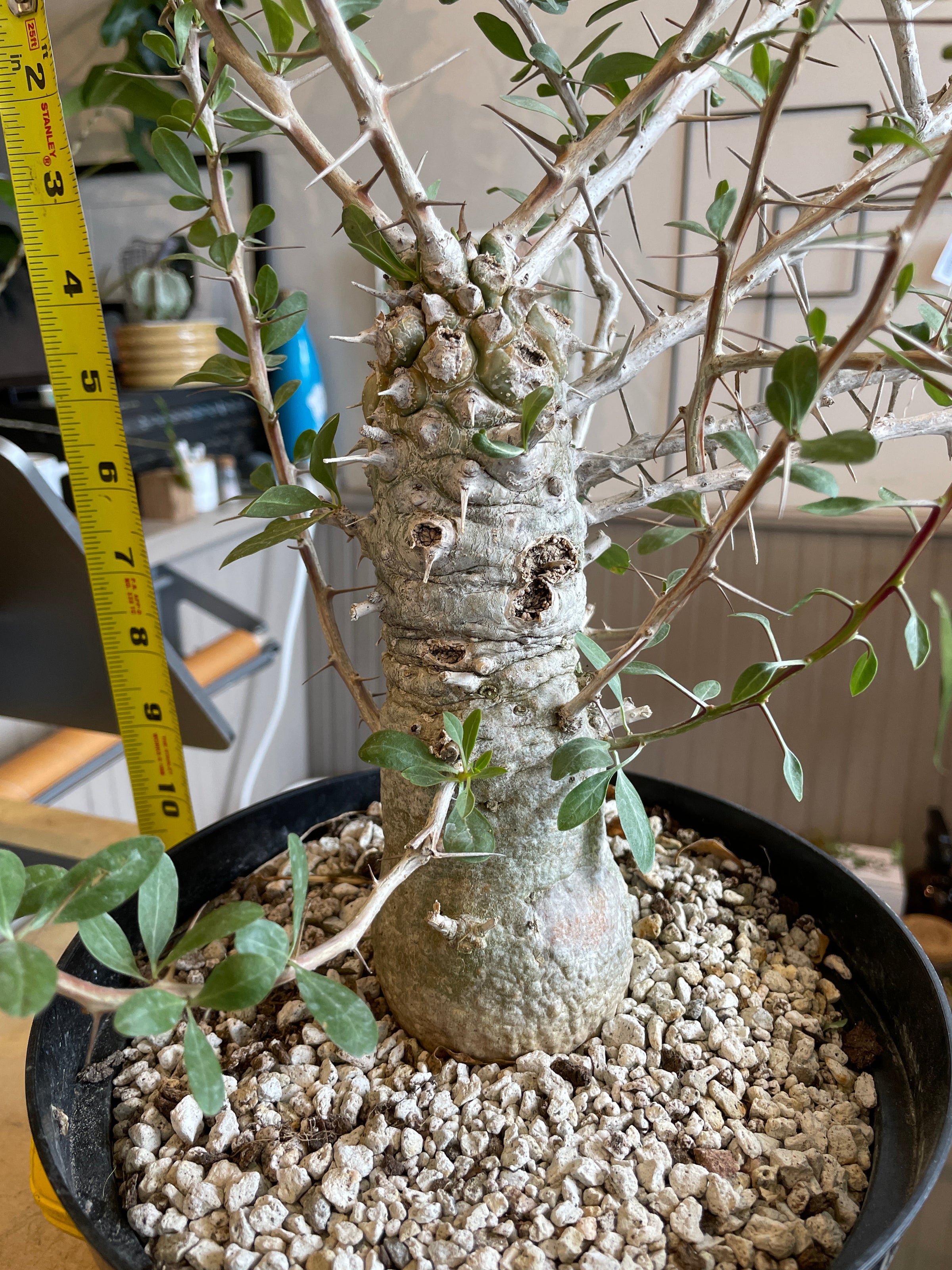 Large Boojum Fouquieria columnaris - 8 Inch Pot | Cloud-Hidden