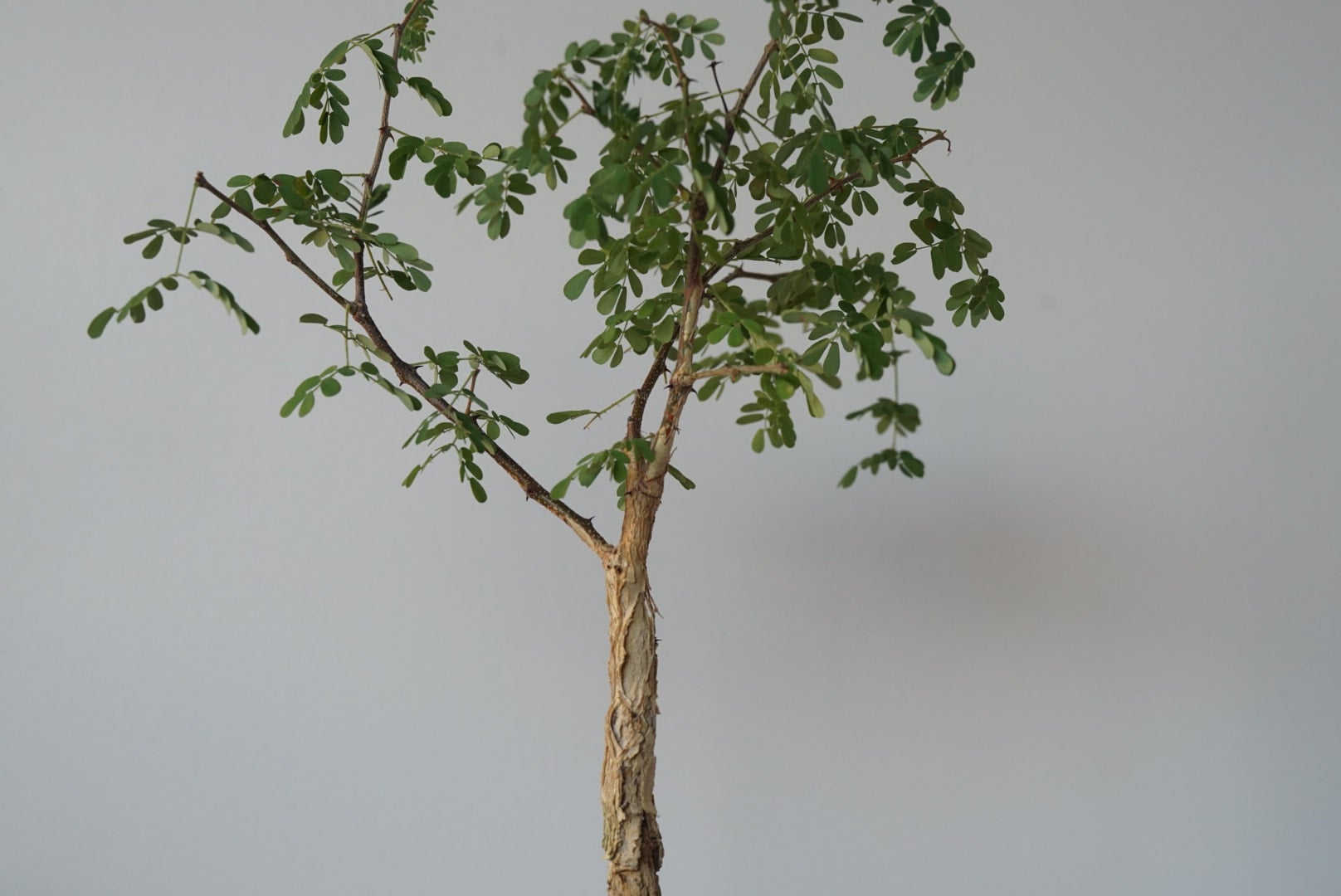 Acacia Burkei Bonsai | Cloud-Hidden Plants - Houseplants, Succulent Bonsai  & Caudex San Francisco
