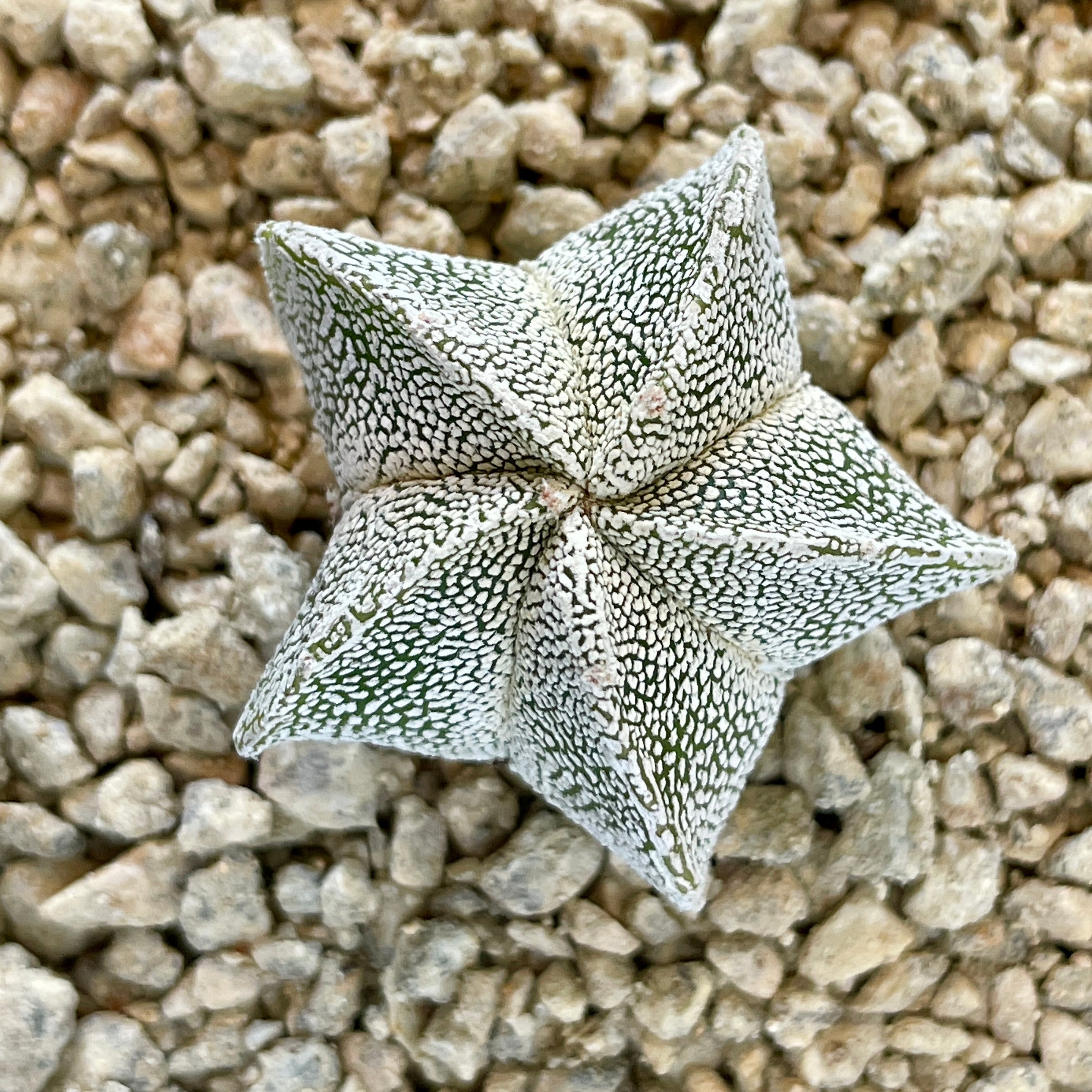 Astrophytum myriostigma cv. Onzuka