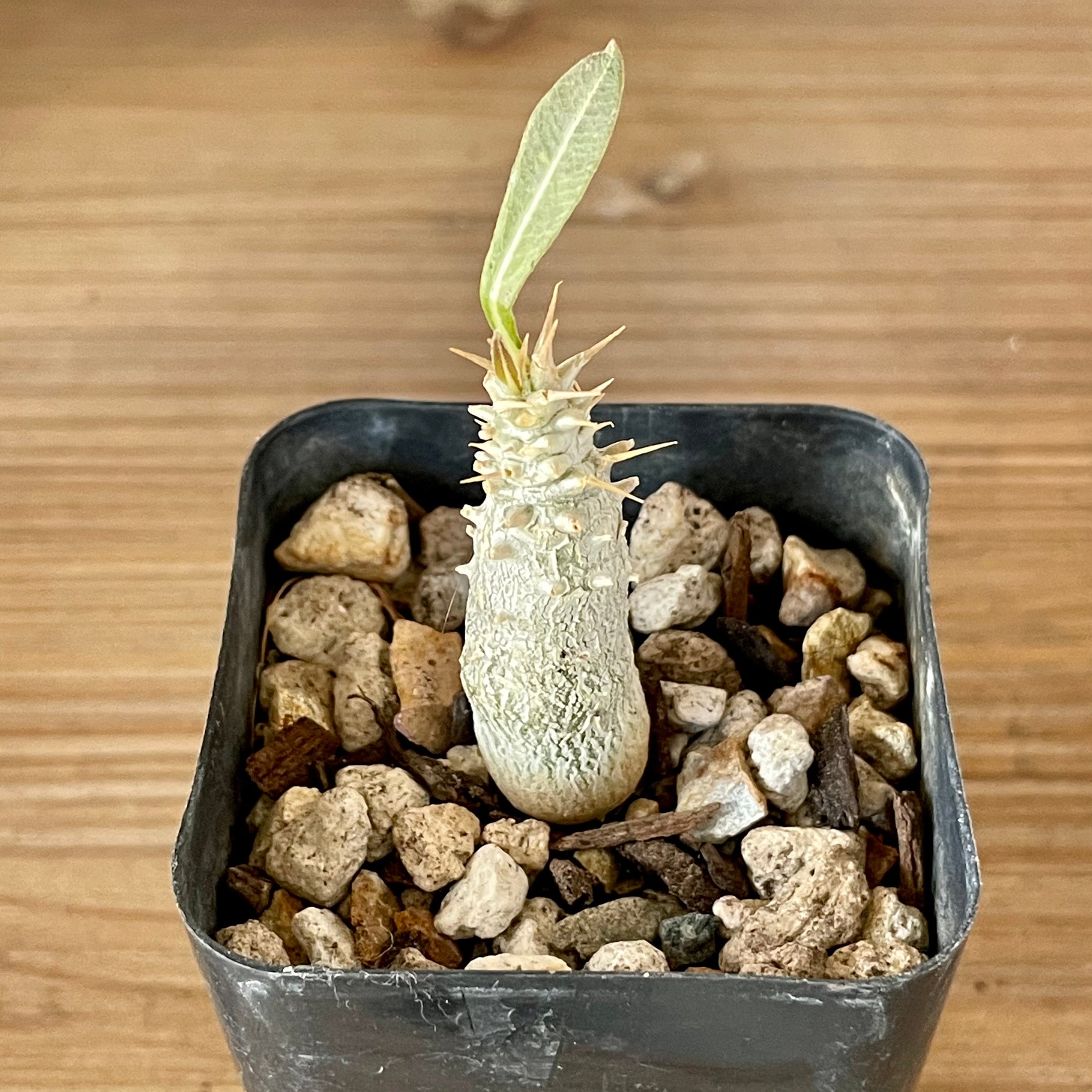 Pachypodium rosulatum gracilus for sale San Francisco | Cloud