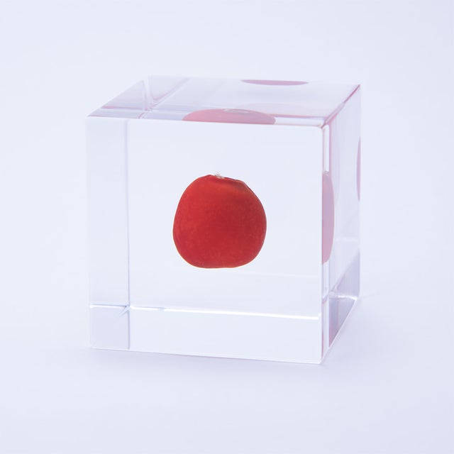 Sola Cubes | Cloud-Hidden Plants - Houseplants, Succulent Bonsai