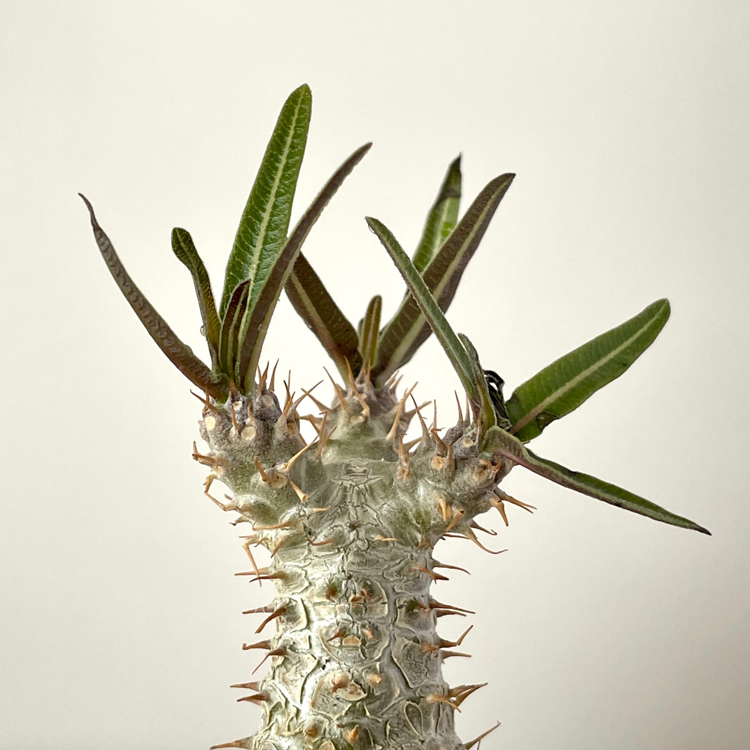 Pachypodium rosulatum gracilus for sale San Francisco | Cloud