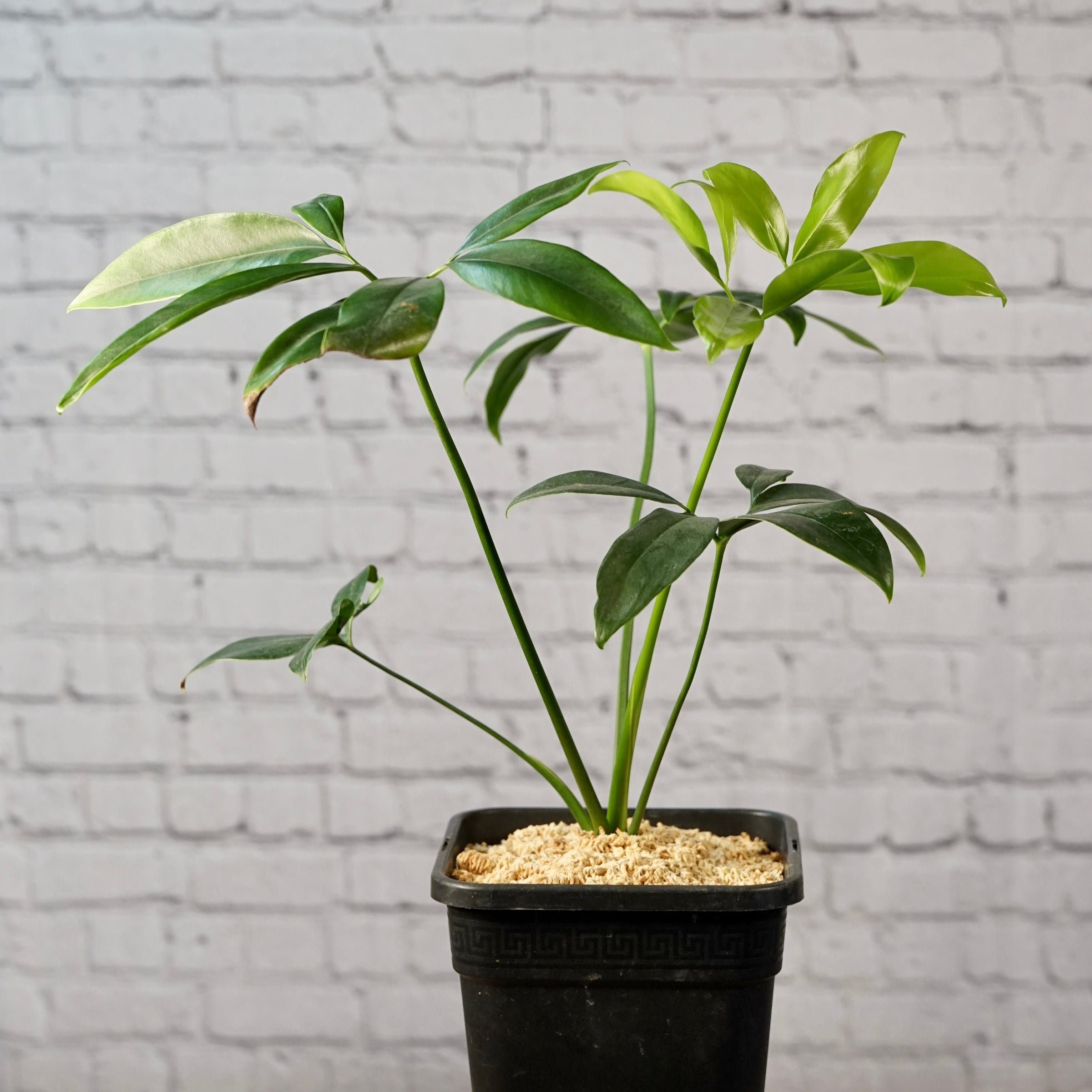 Philodendron Goeldii (Thaumatophyllum spruceanum) | Cloud-Hidden Plants -  Houseplants, Succulent Bonsai & Caudex San Francisco