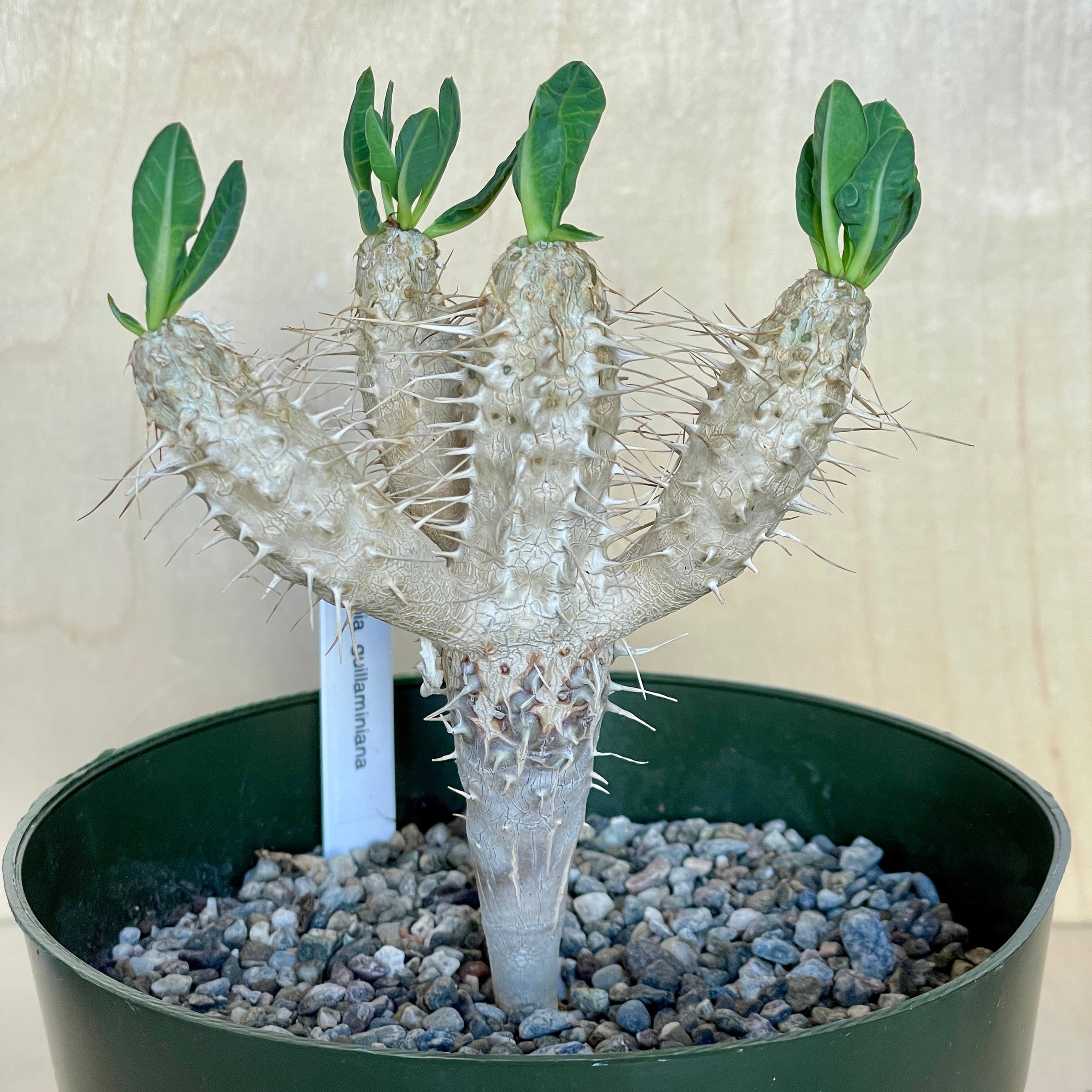 Large Dioscorea elephantipes specimen April 2025 | Cloud-Hidden