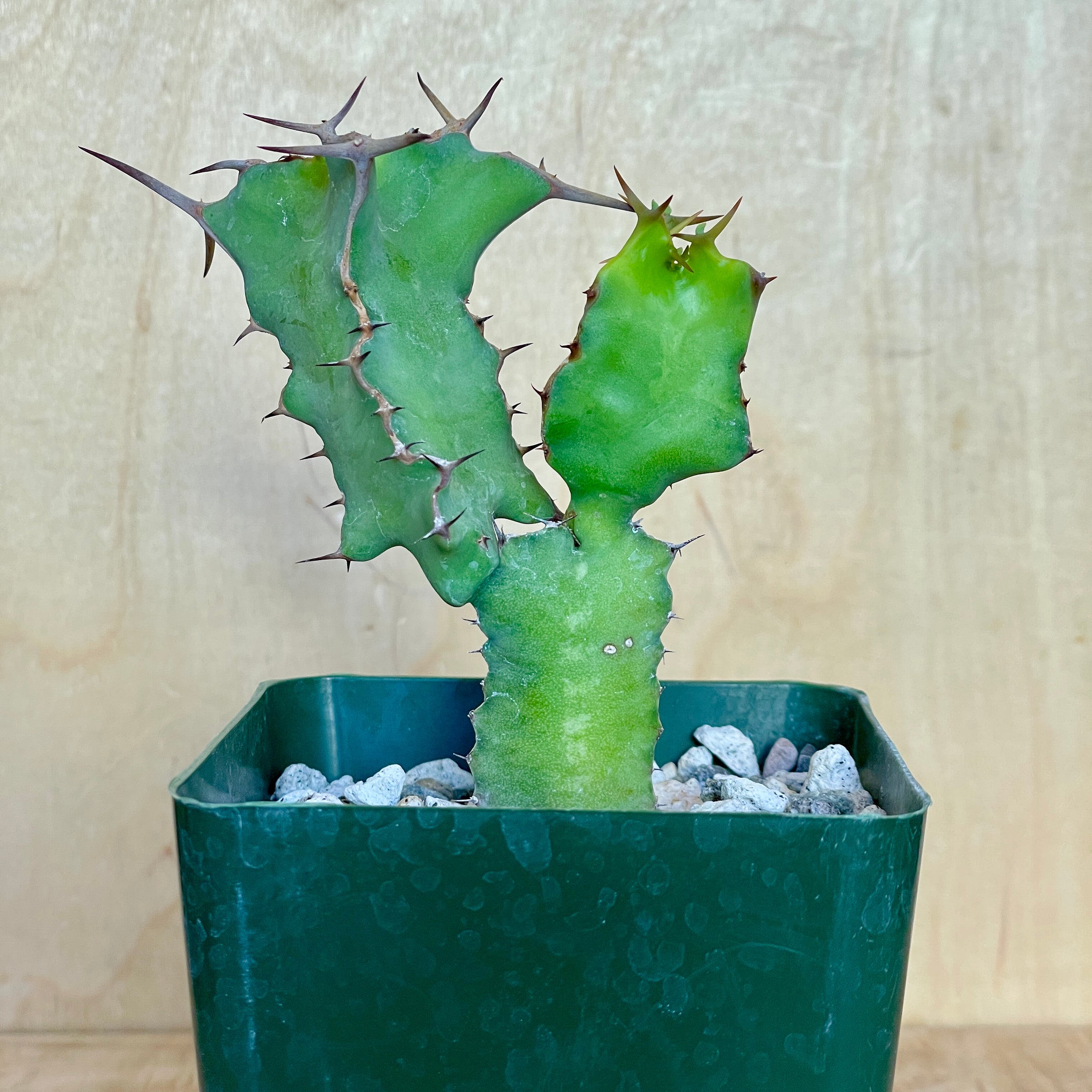 Euphorbia grandicornis - Cow Horn Euphorbia | Cloud-Hidden Plants -  Houseplants, Succulent Bonsai & Caudex San Francisco