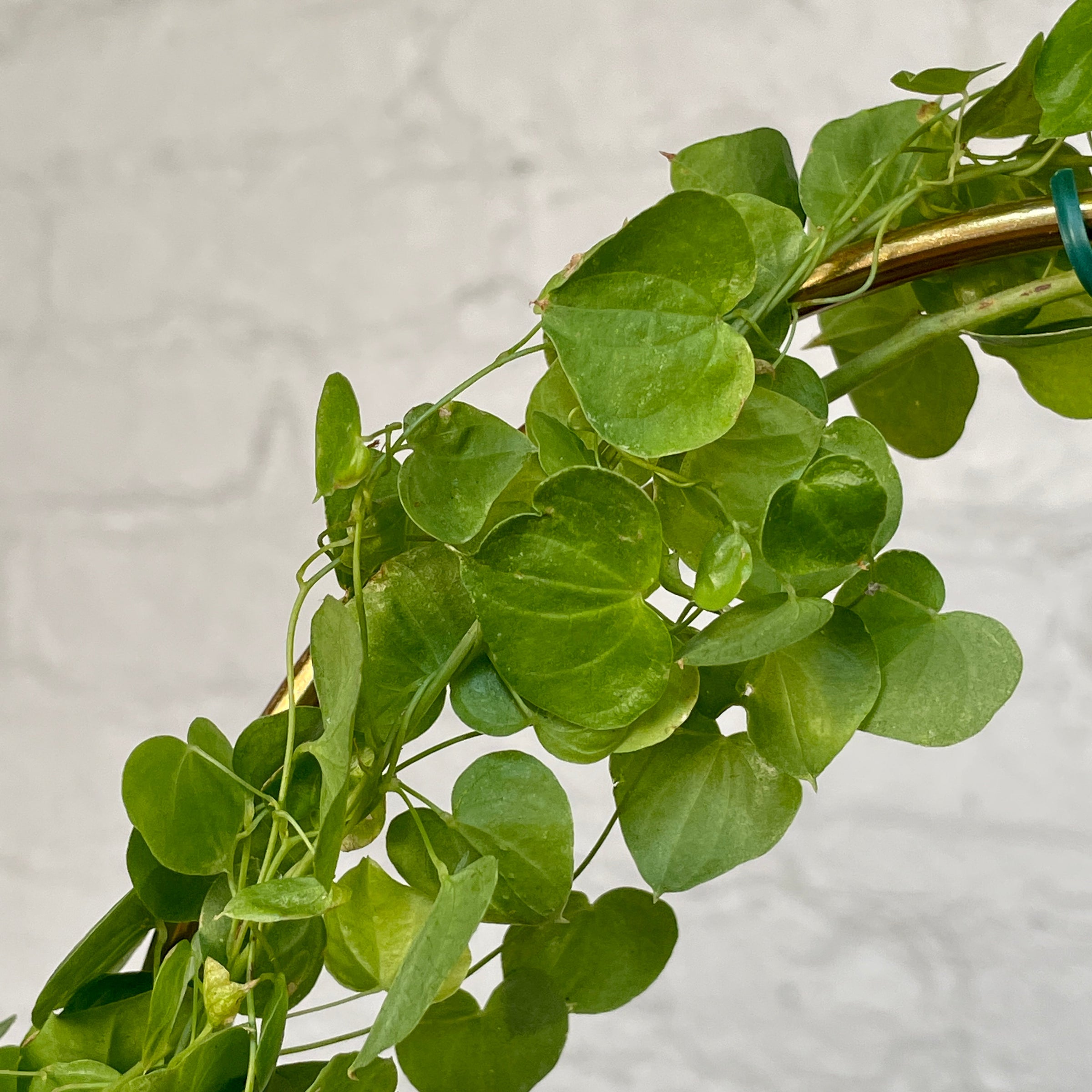 Dioscorea Elephantipes (Plant XXL5) | Cloud-Hidden Plants - Houseplants,  Succulent Bonsai & Caudex San Francisco