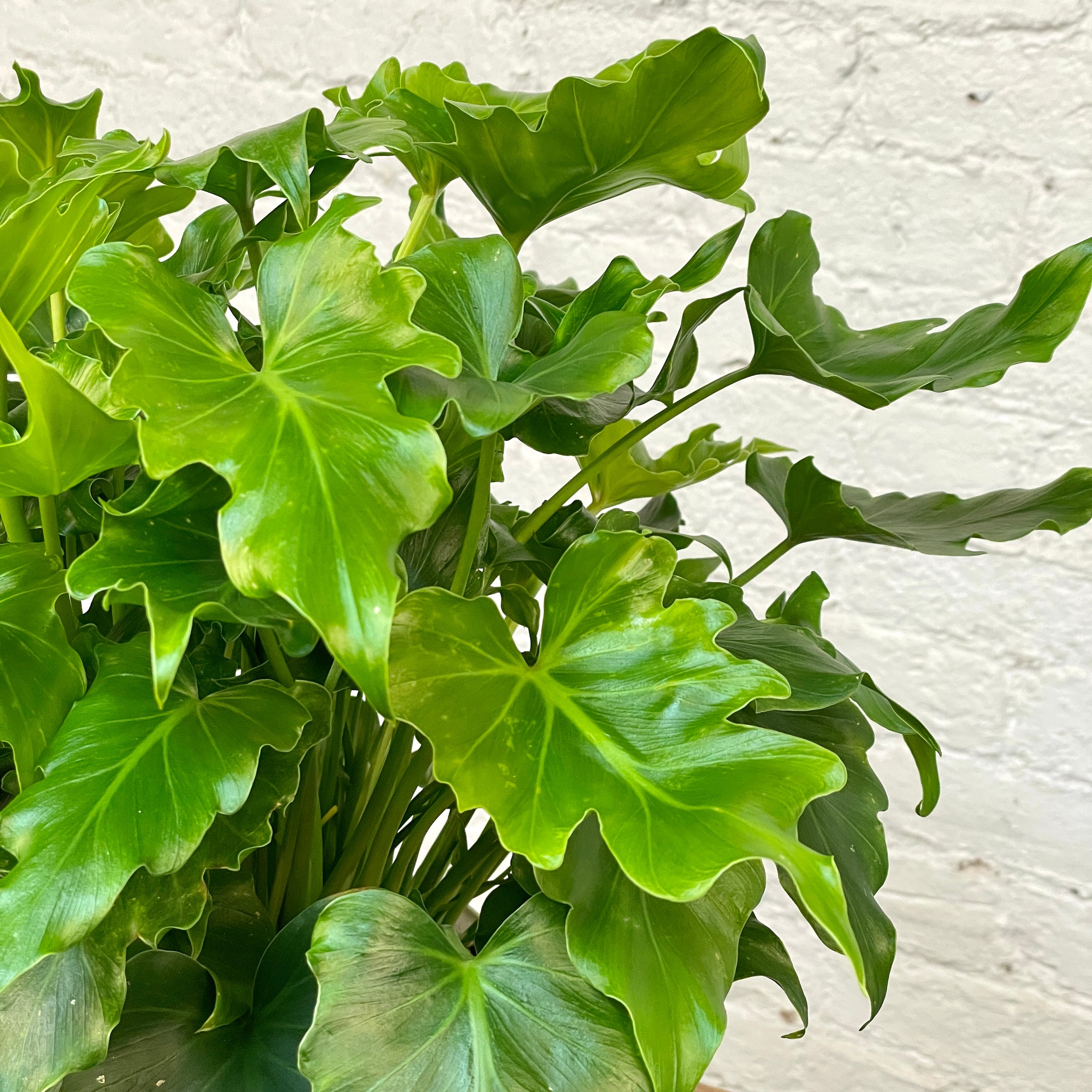 Philodendron Hope / Lickety Split - Philodendron Selloum - Tree Philodendron  | Cloud-Hidden Plants - Houseplants, Succulent Bonsai & Caudex San Francisco