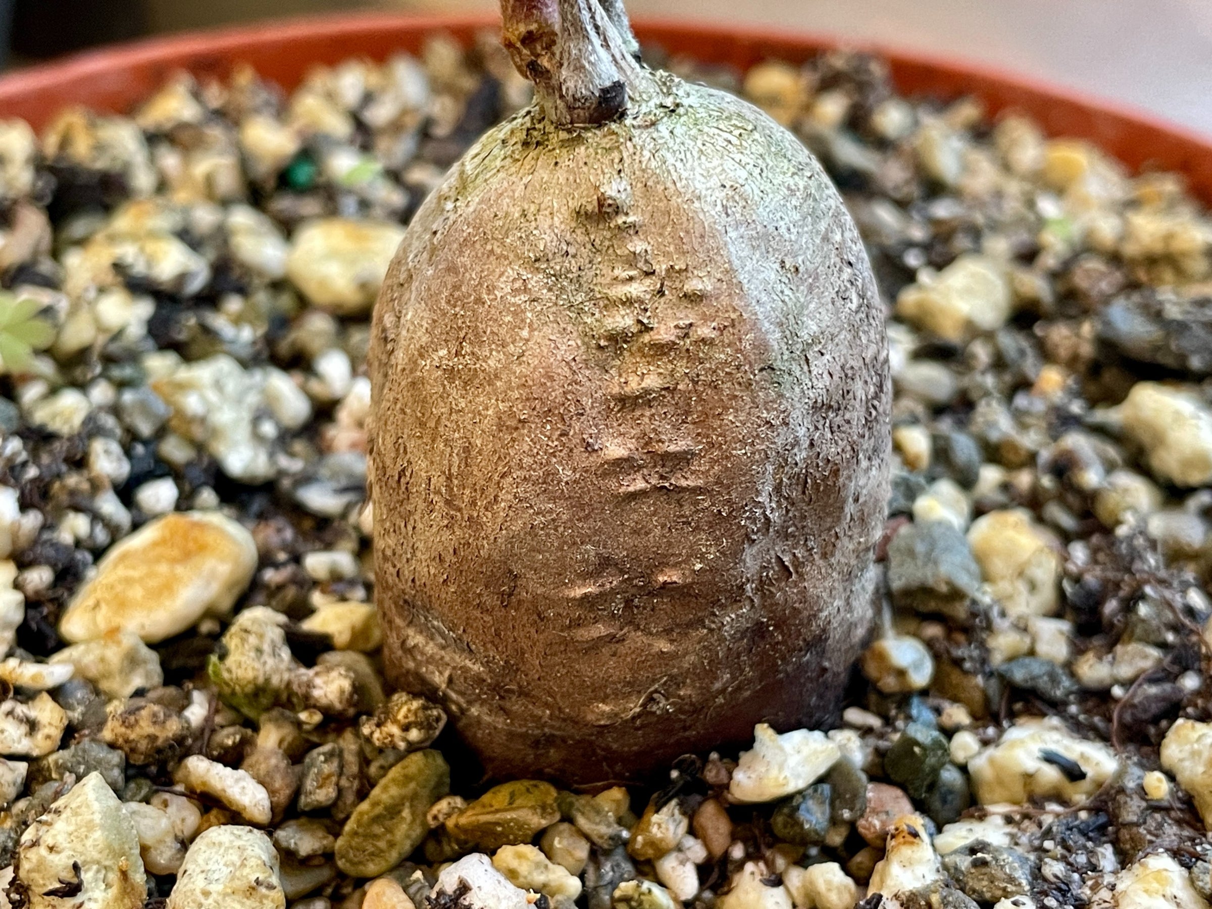 Fouquieria columnaris - Boojum Tree | Cloud-Hidden Plants