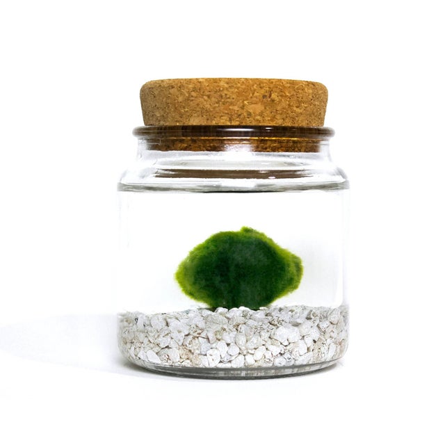 Moss Amigos Marimos | Cloud-Hidden Plants - Houseplants, Succulent