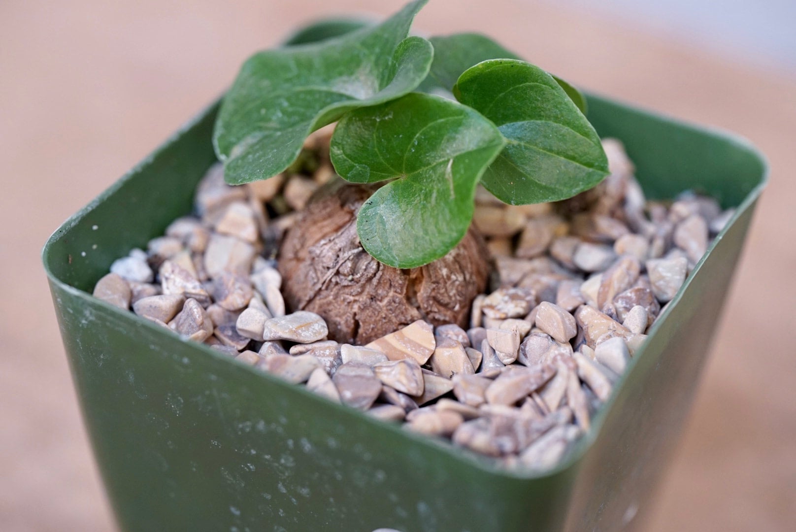 Dioscorea elephantipes | Cloud-Hidden Plants - Houseplants