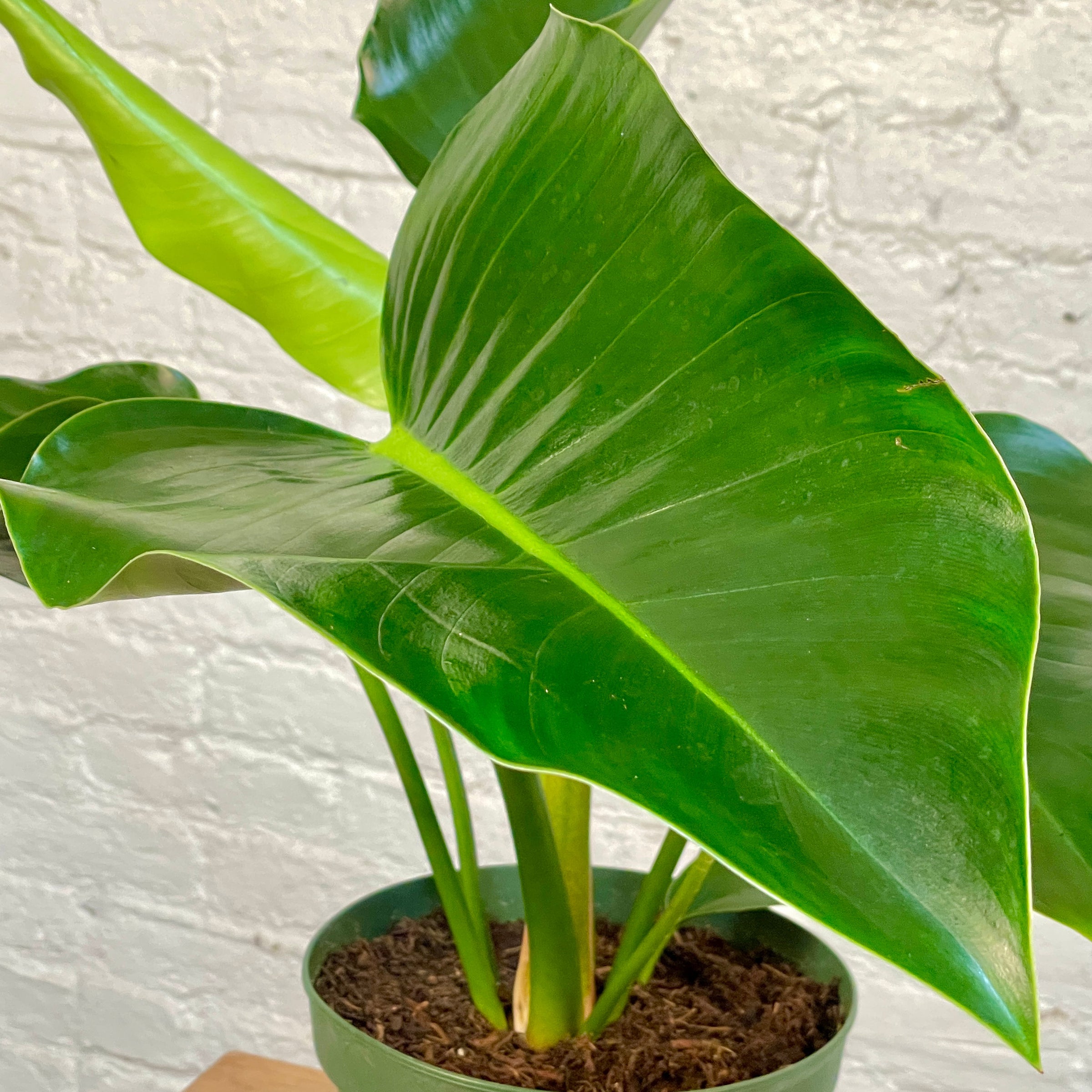 Philodendron Congo Green / Congo Rojo | Cloud-Hidden Plants - Houseplants,  Succulent Bonsai & Caudex San Francisco