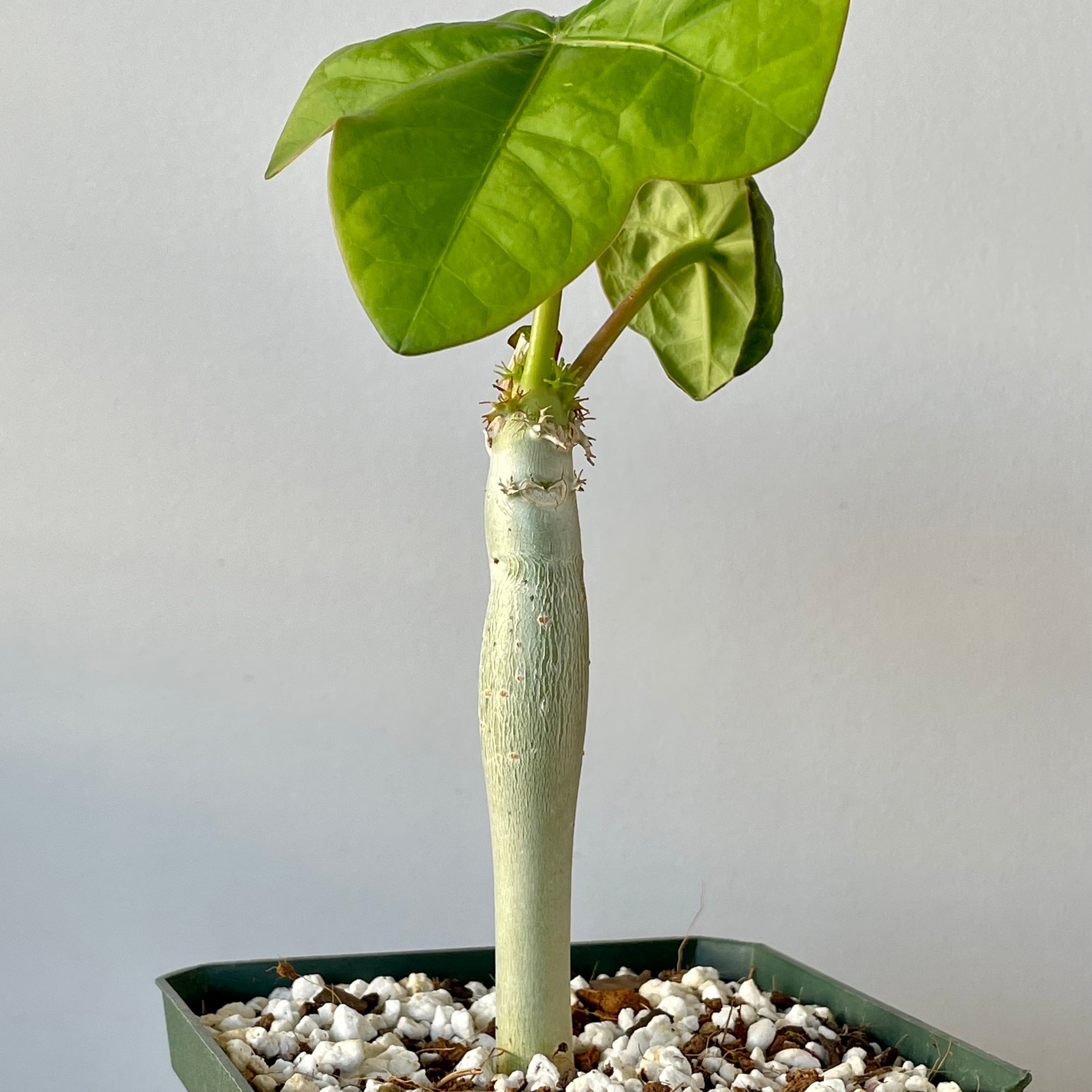 nordischer olivenbaum Olivenbaum kaufen | Olea europaea main image 1