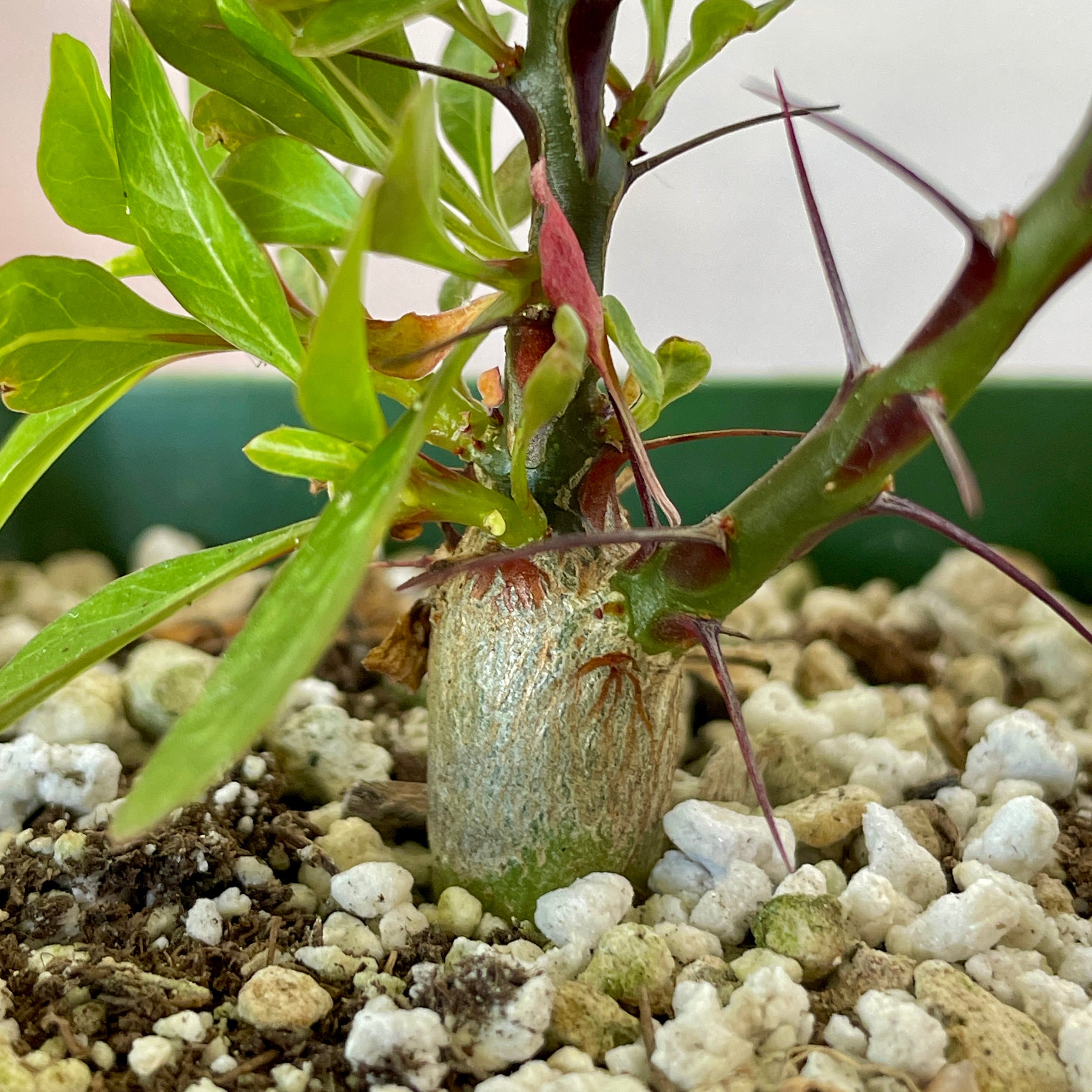 Fouquieria fasciculata | Cloud-Hidden Plants - Houseplants