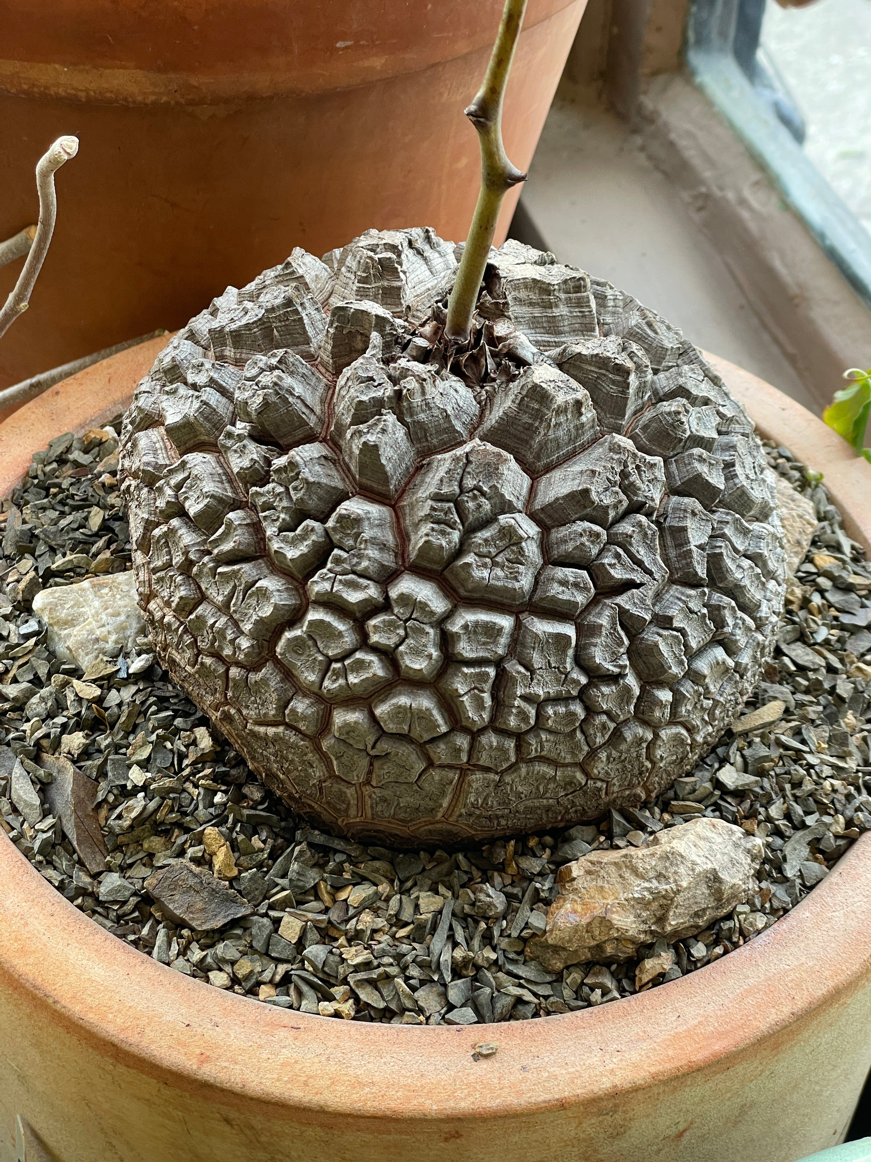 r*n様 大株★Dioscorea elephantipes 11cm アフリカ RINGTTG2AJGAEHG7YFTNRAHP.jpeg