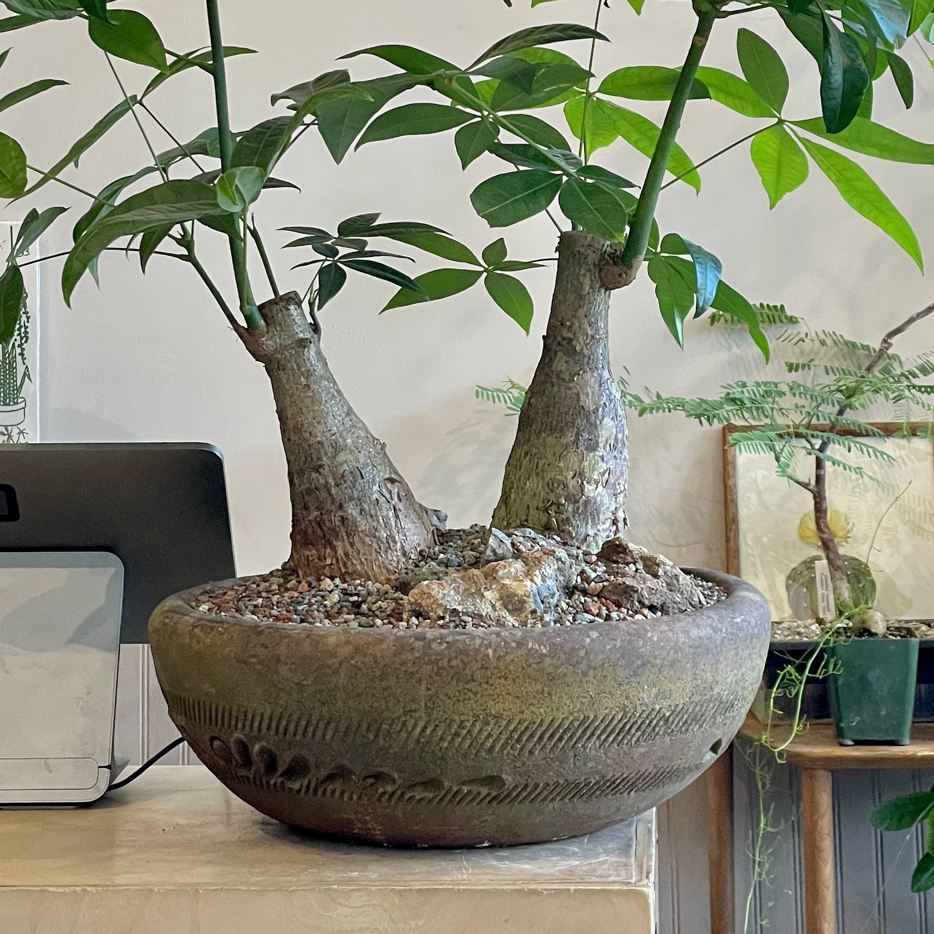 Trunk Money Tree Planted Bowl
