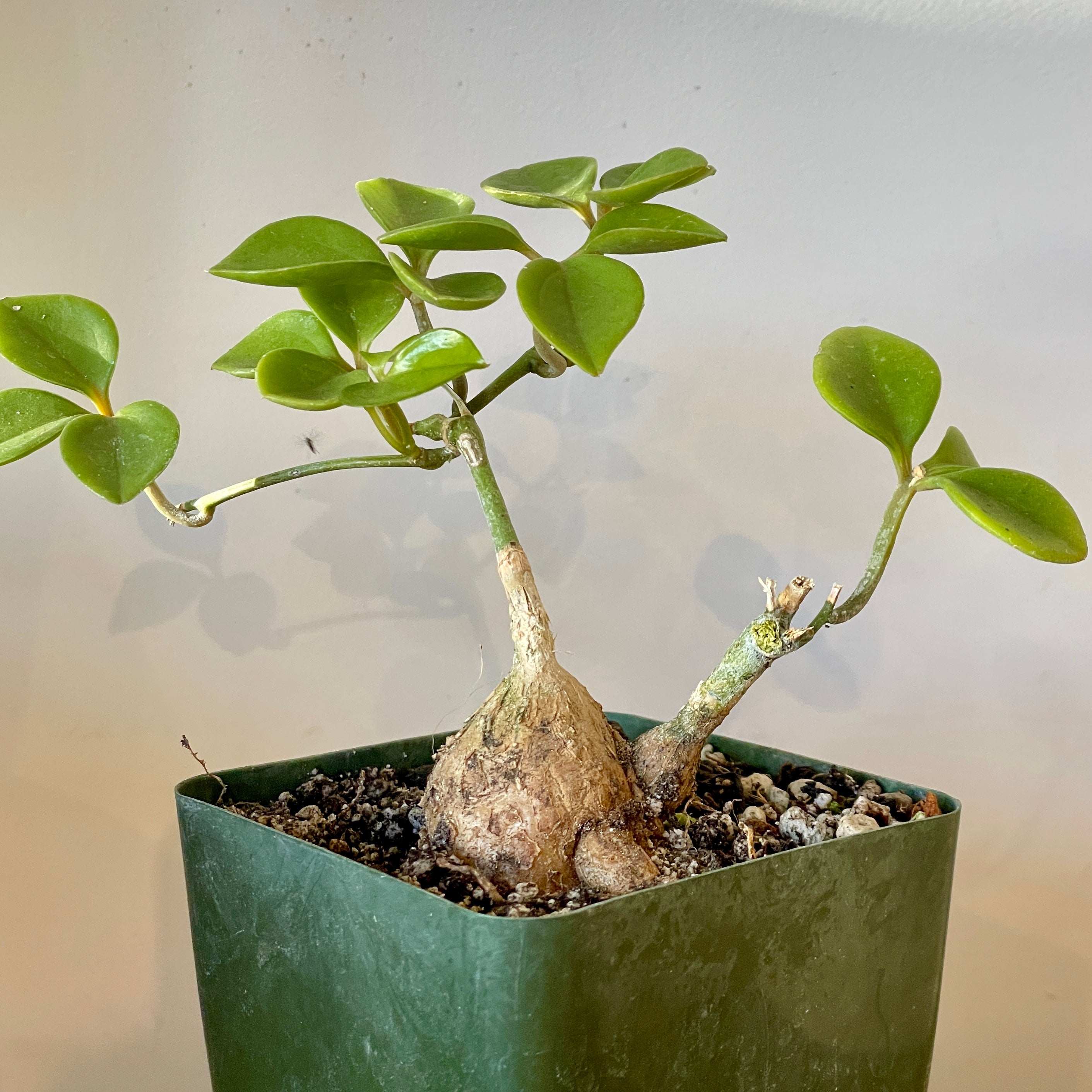 Neoalsomitra sarcophylla - Burmese Caudex Vine | Cloud-Hidden