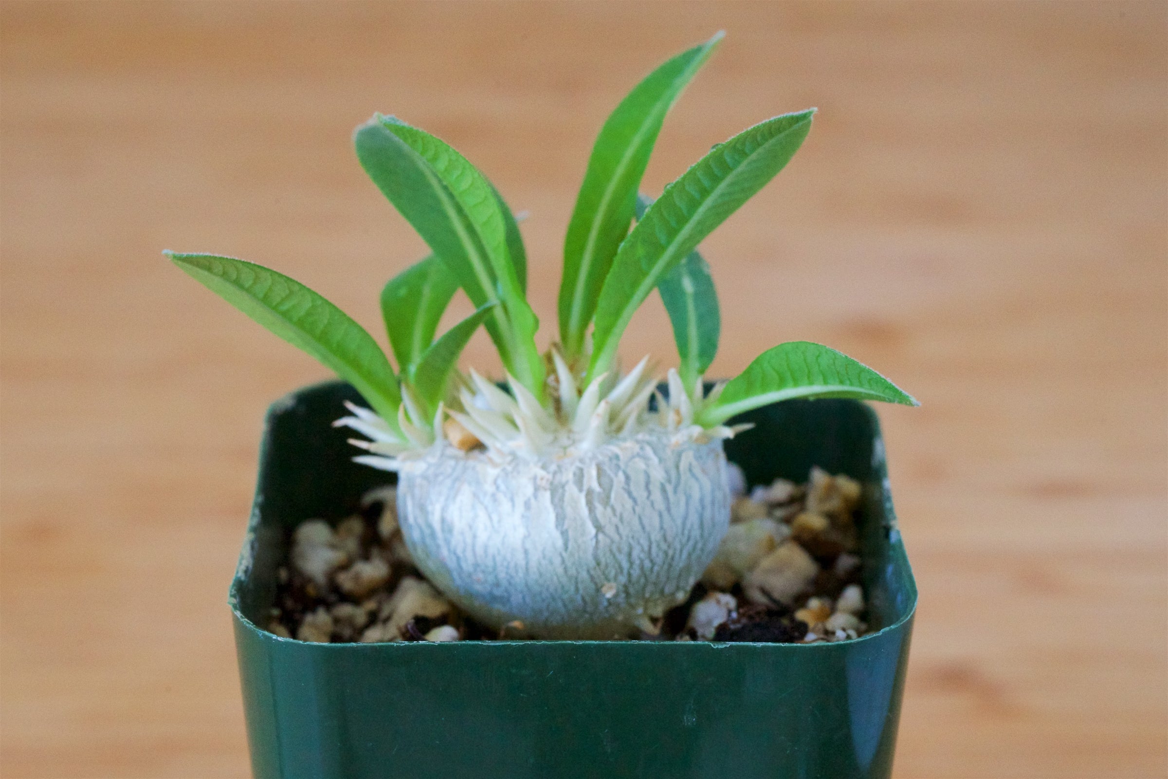 Pachypodium brevicaule | Cloud-Hidden Plants - Houseplants