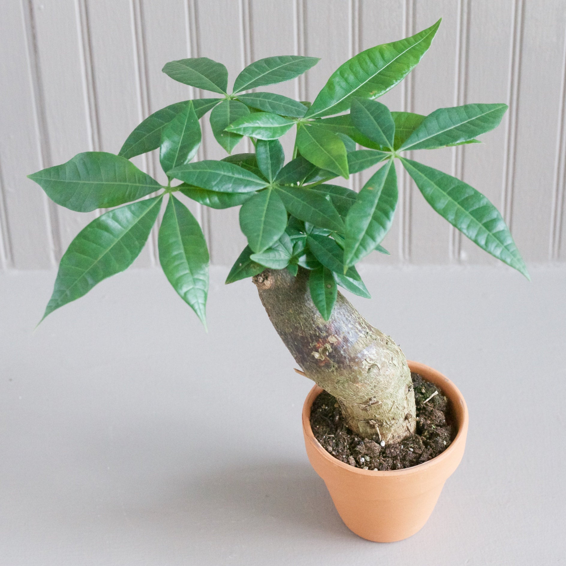 Trunk / Stump Money Tree - Pachira aquatica | Cloud-Hidden Plants -  Houseplants, Succulent Bonsai & Caudex San Francisco