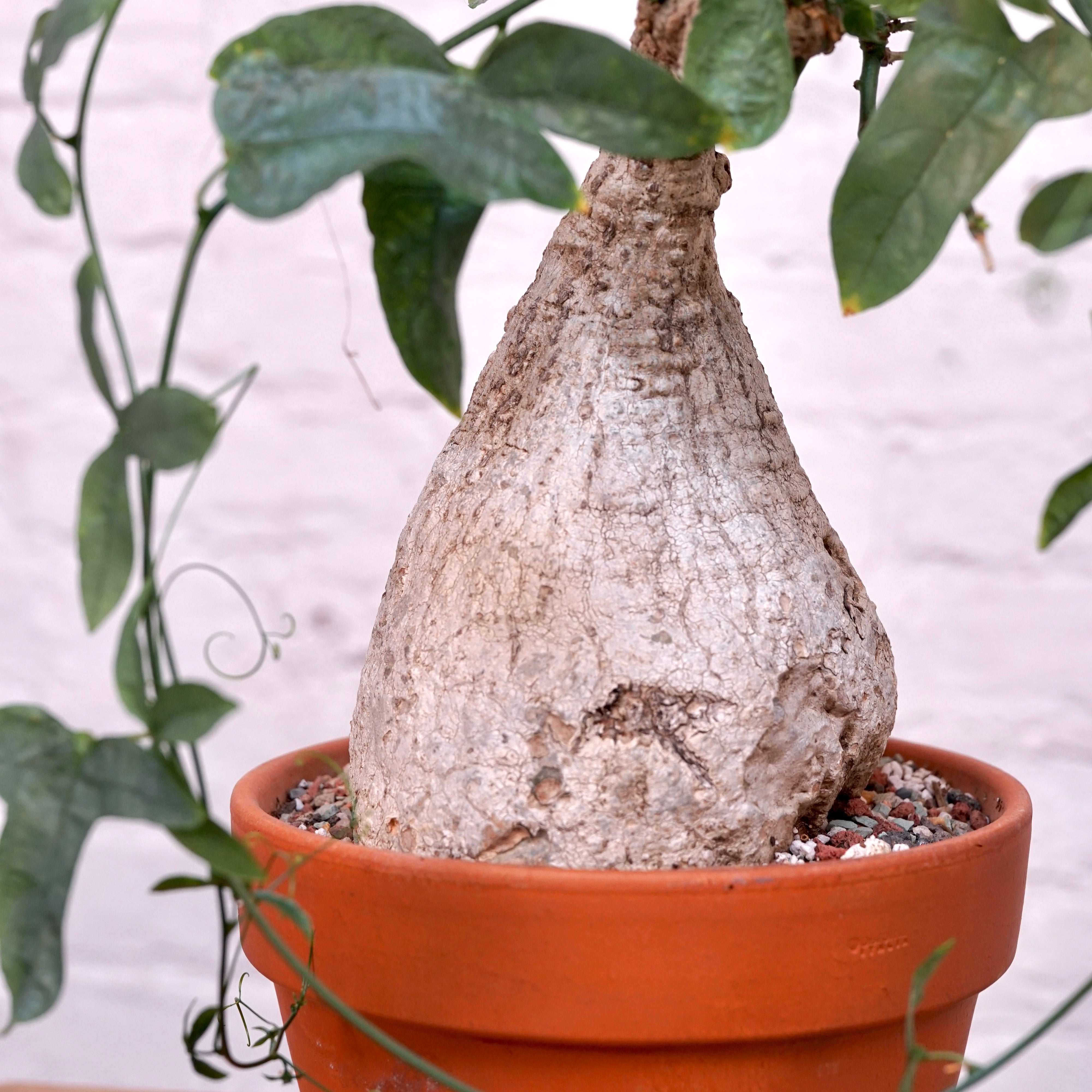 Adenia viridiflora | Cloud-Hidden Plants - Houseplants, Succulent