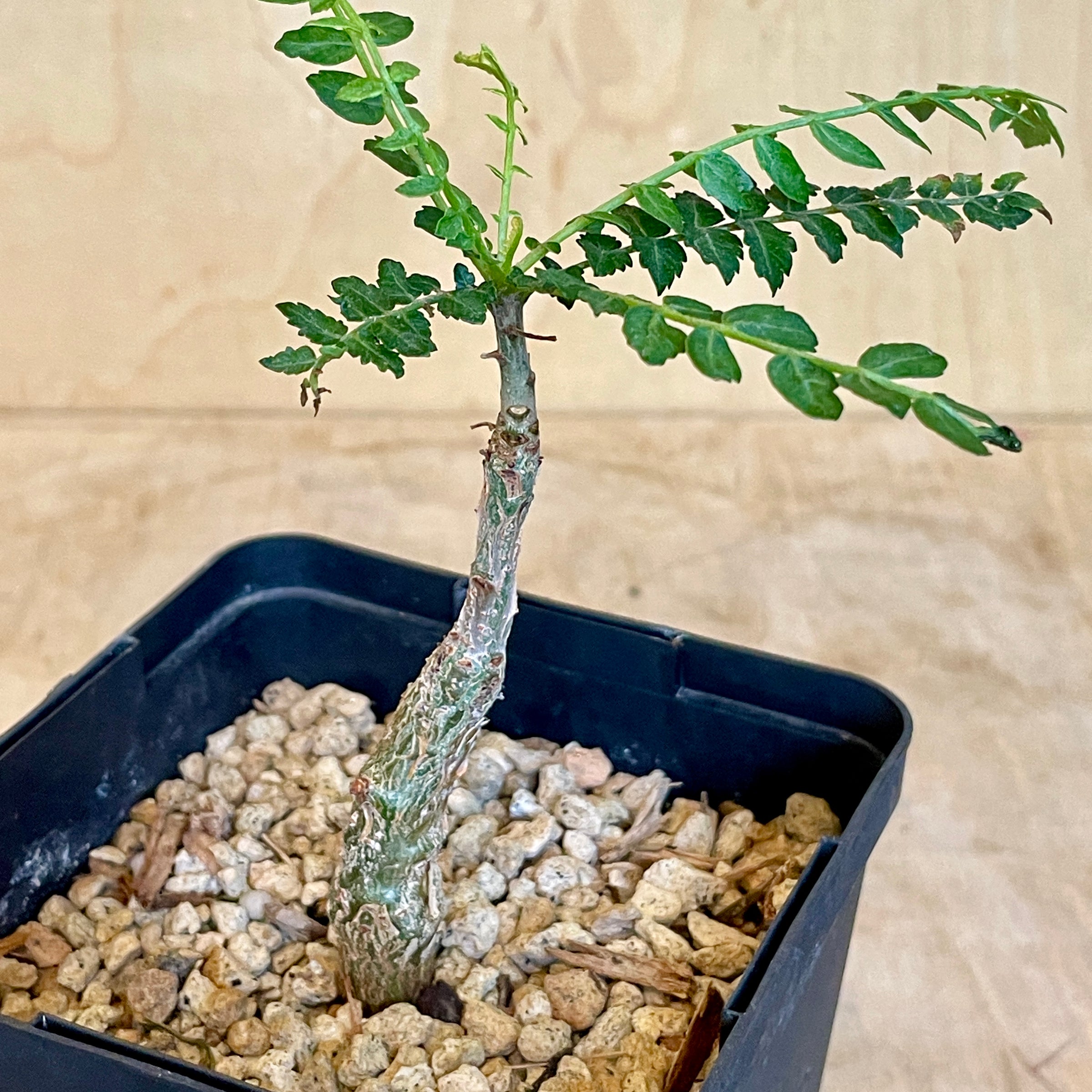 bonsai training pots Large Bonsai Training Pots