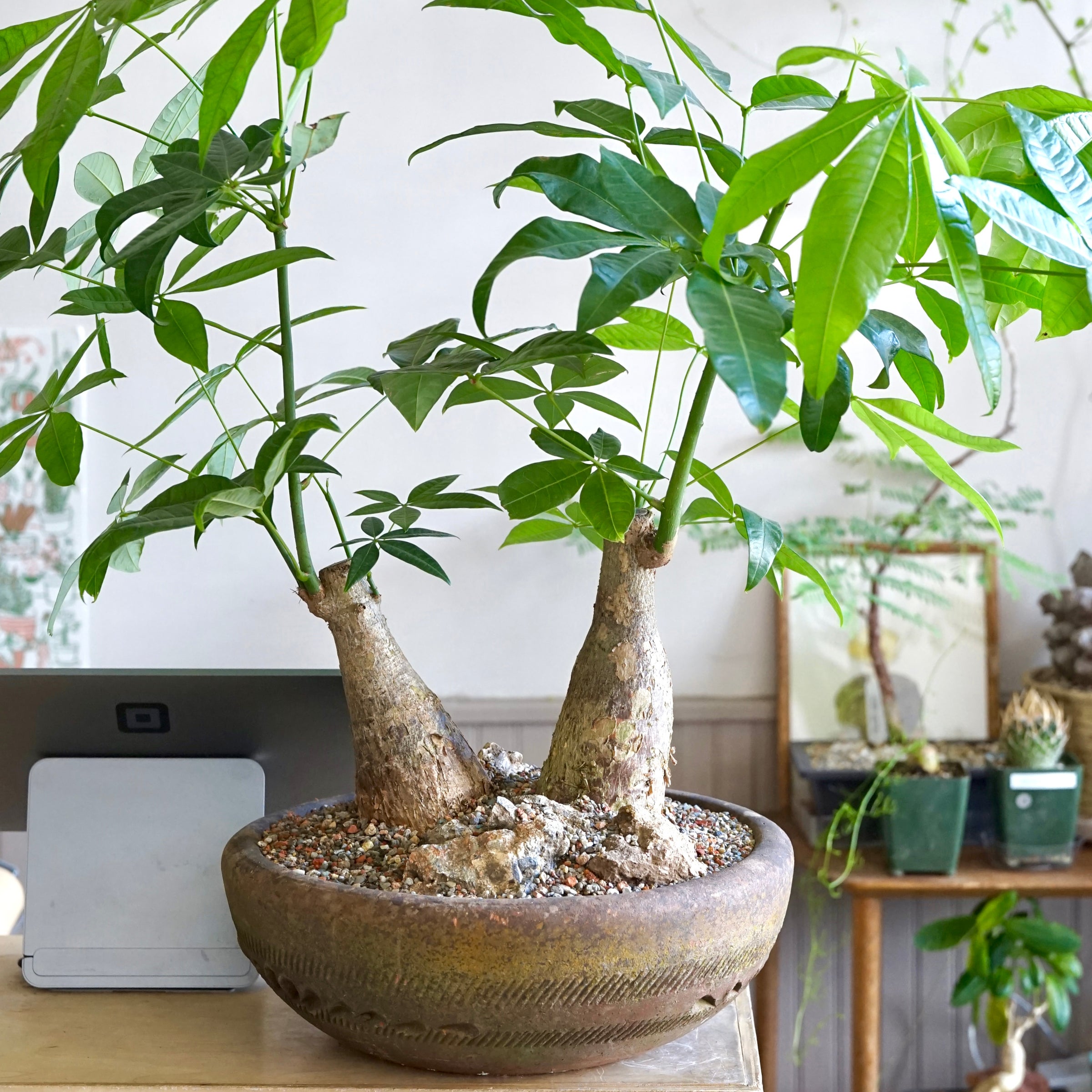 Trunk Money Tree Planted Bowl | Cloud-Hidden Plants - Houseplants,  Succulent Bonsai & Caudex San Francisco
