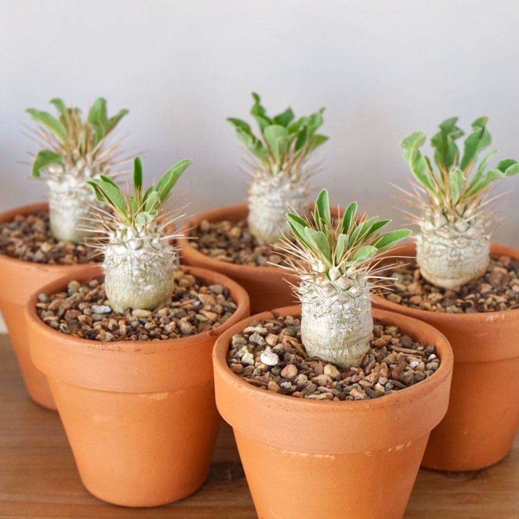 Pachypodium namaquanum | Cloud-Hidden Plants - Houseplants