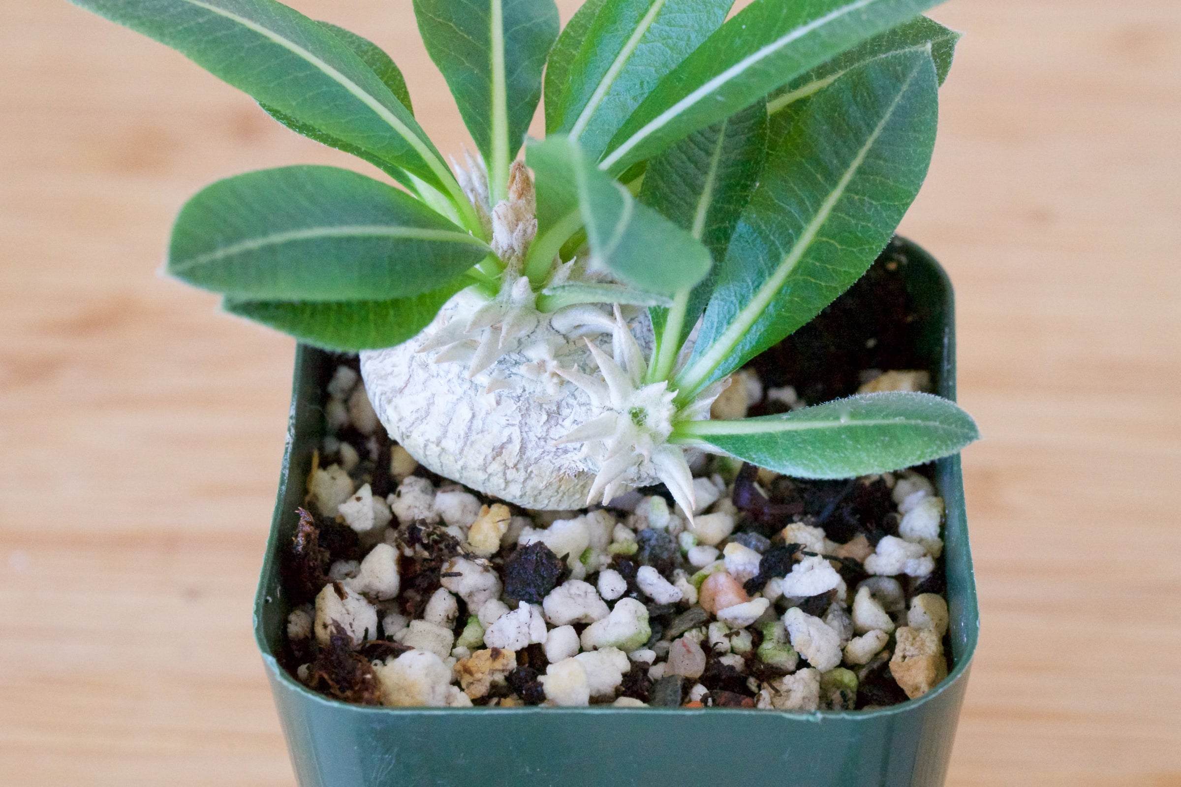 Pachypodium brevicaule | Cloud-Hidden Plants - Houseplants