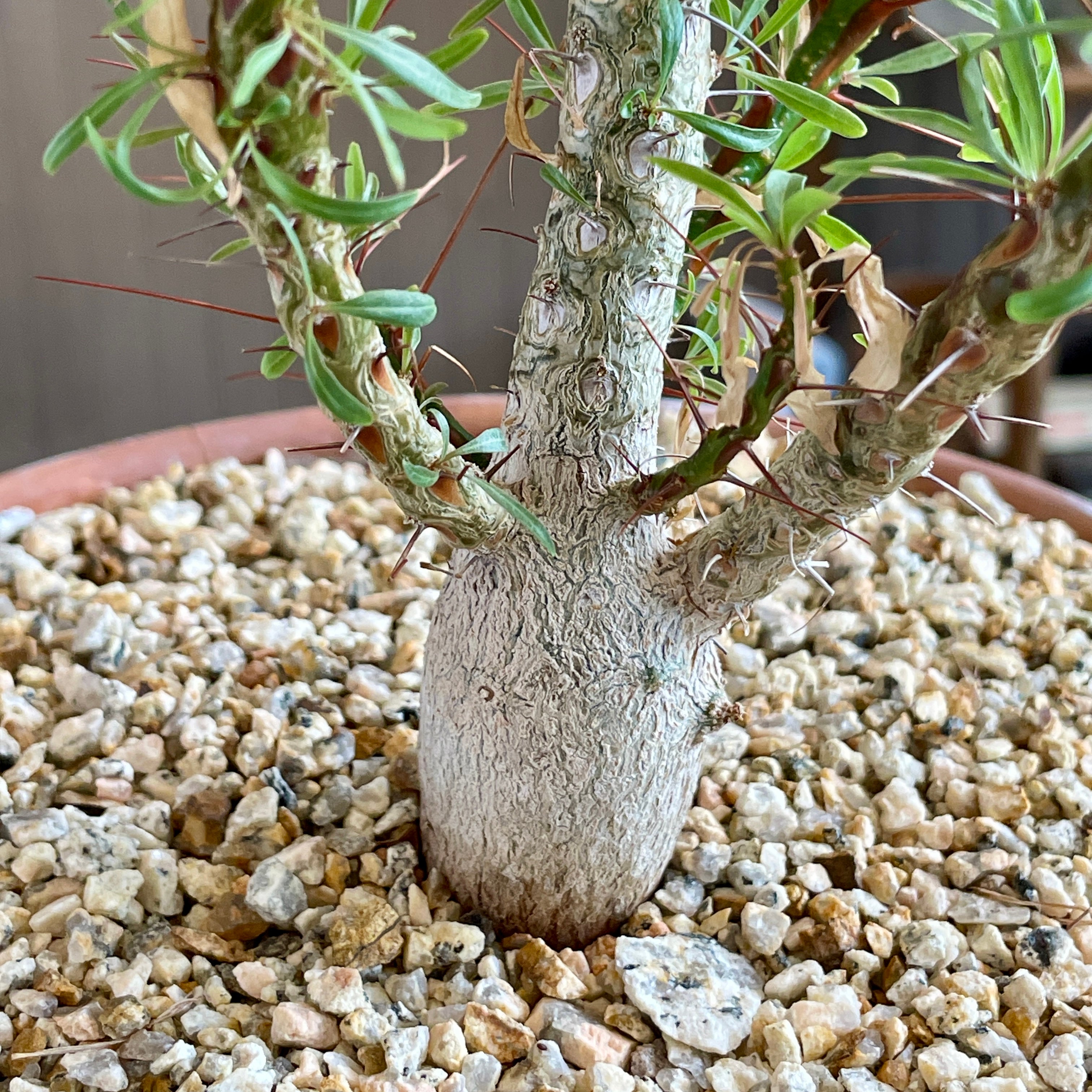 Fouquieria purpusii specimen plant | Cloud-Hidden Plants