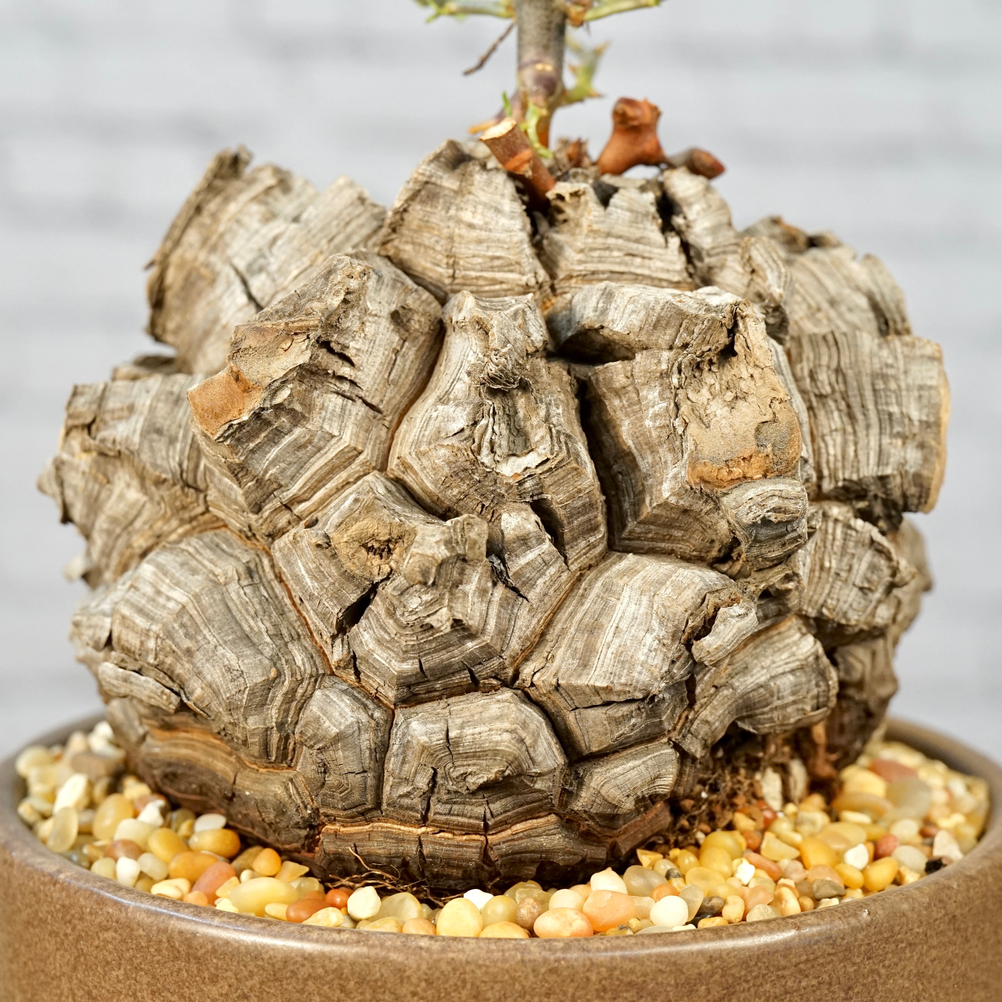 Dioscorea elephantipes - Very large specimen | Cloud-Hidden Plants