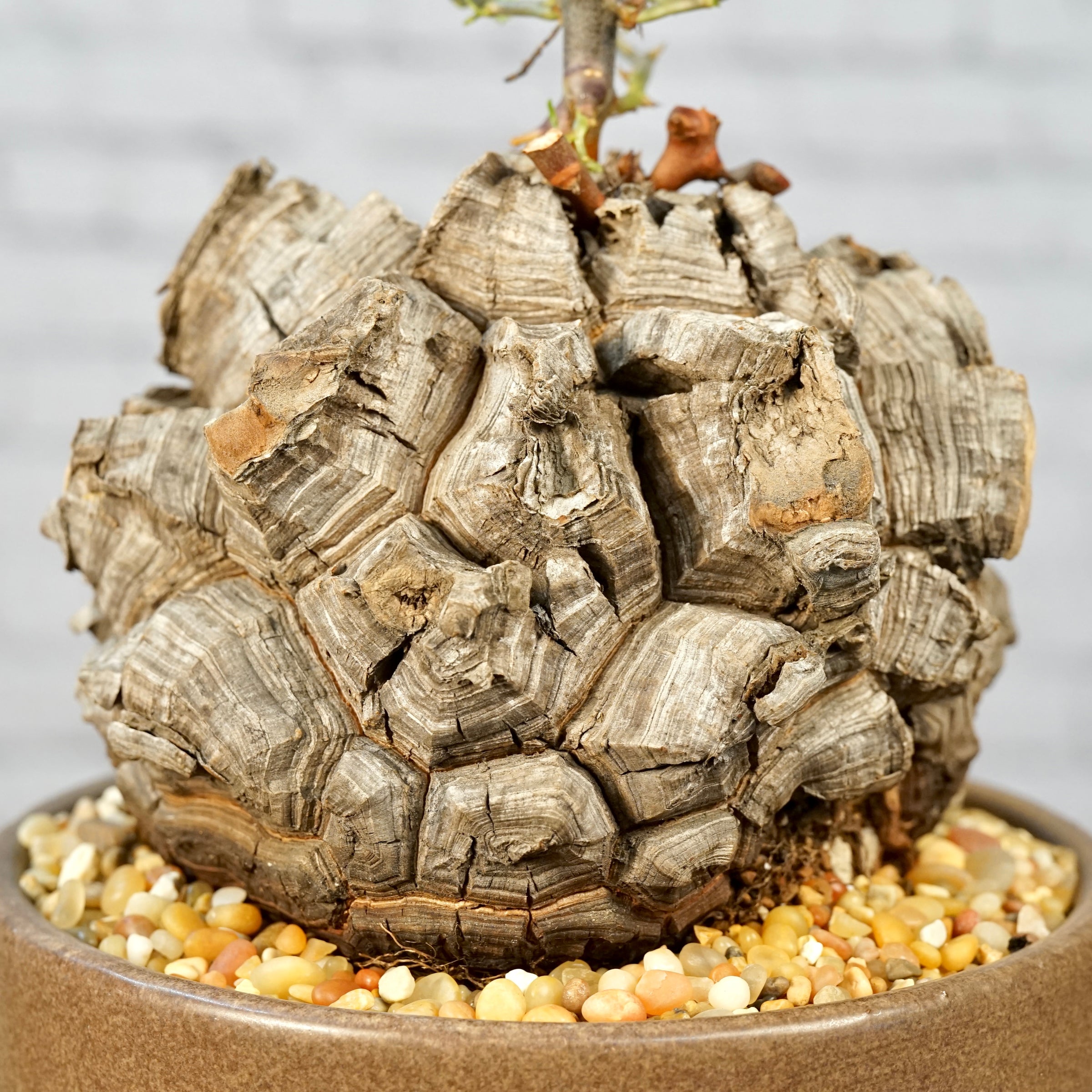 Dioscorea elephantipes - Very large specimen | Cloud-Hidden Plants
