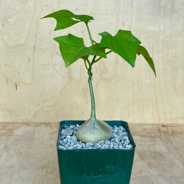 Caudex Plants | Cloud-Hidden Plants - Houseplants, Succulent